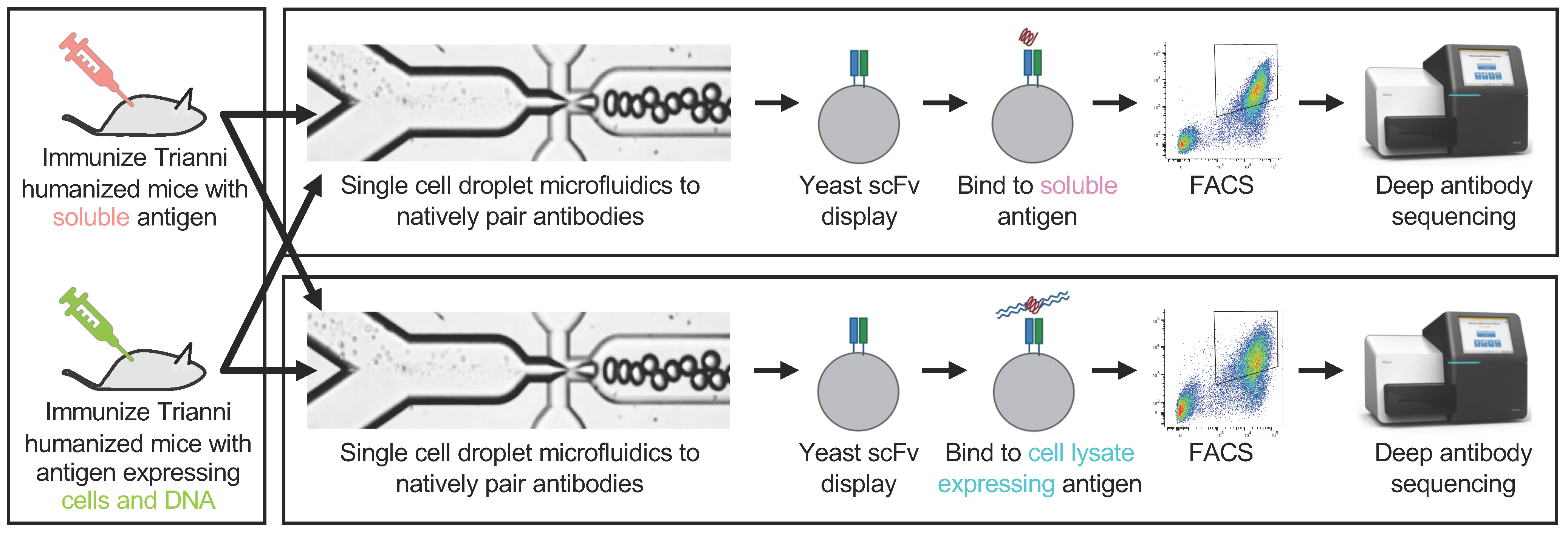 Antibodies 08 00017 g001