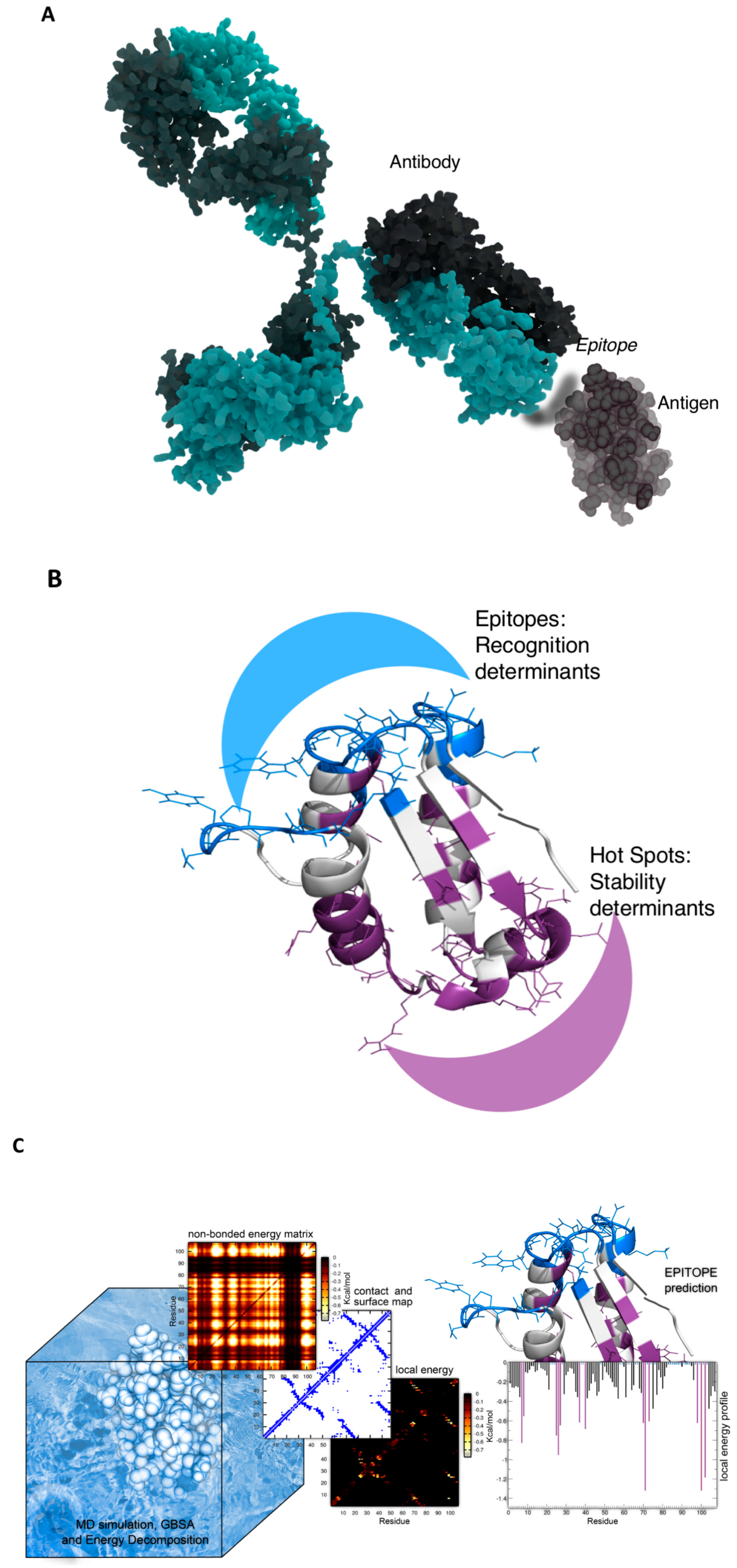 Antibodies 08 00023 g001a