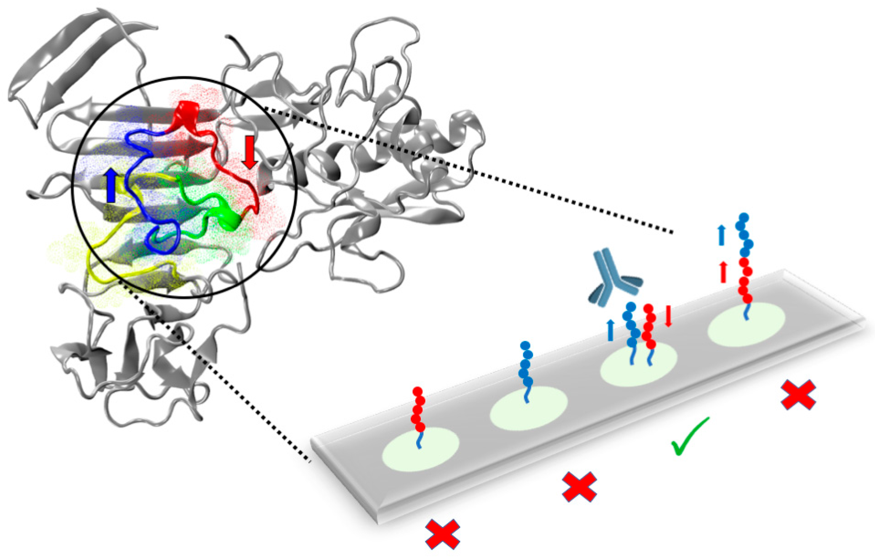 Antibodies 08 00023 g004
