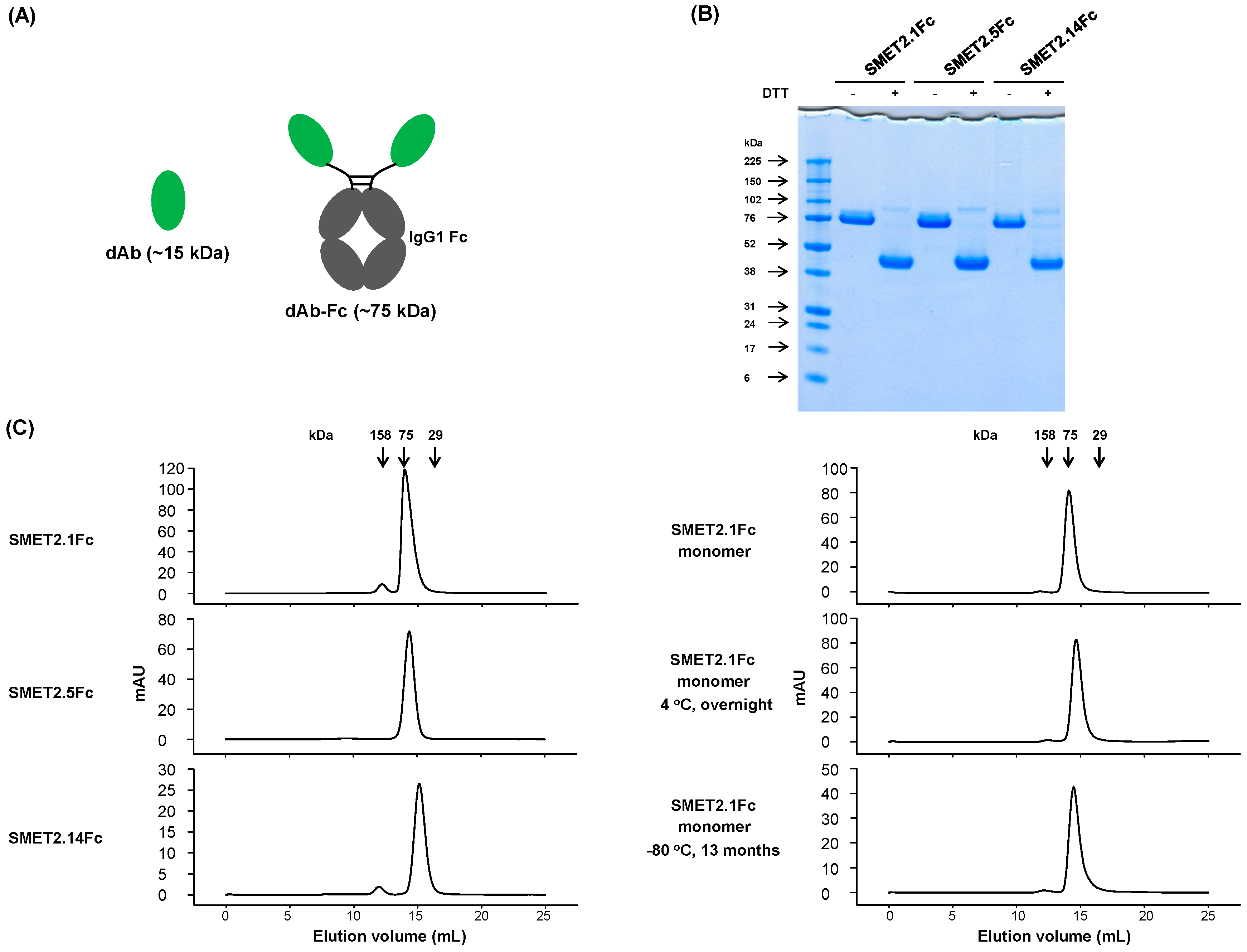 Antibodies 08 00025 g002