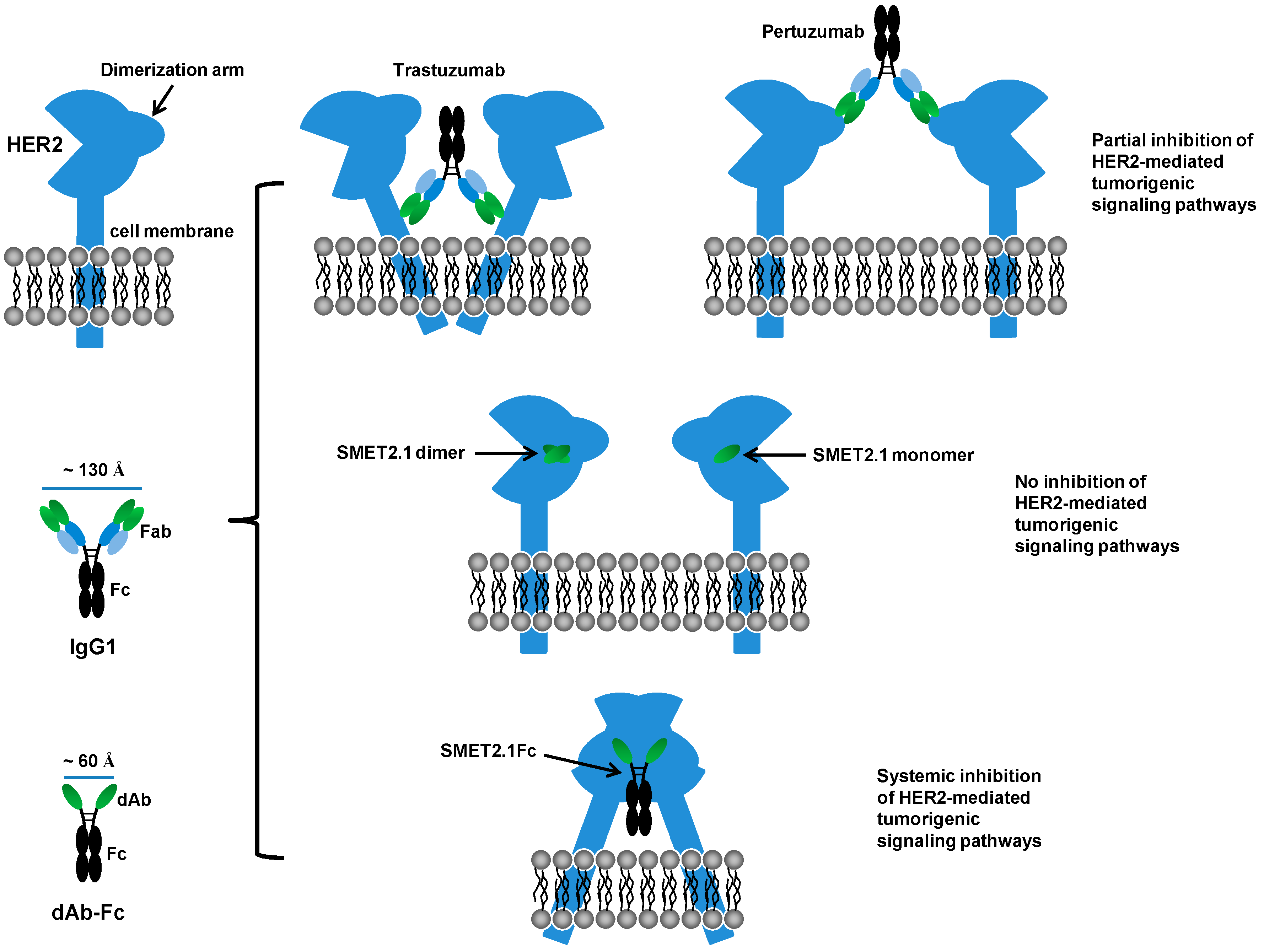 Antibodies 08 00025 g007