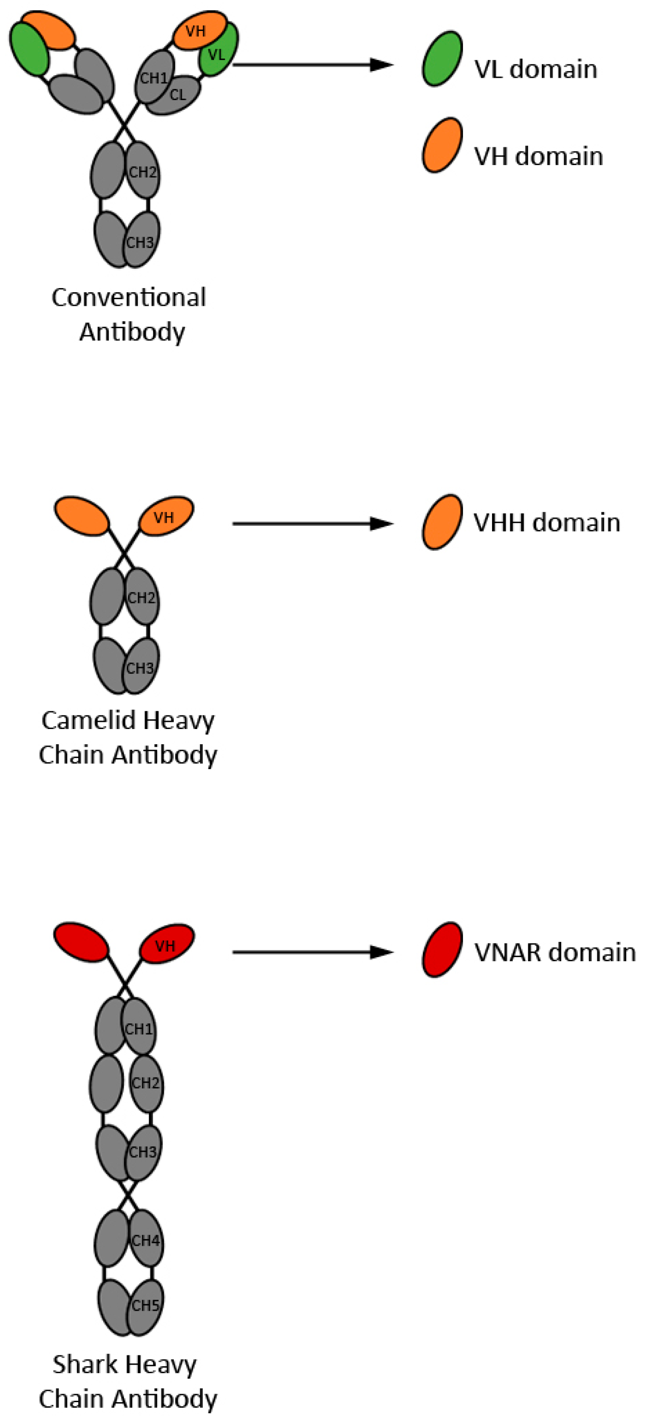 Antibodies 08 00027 g001
