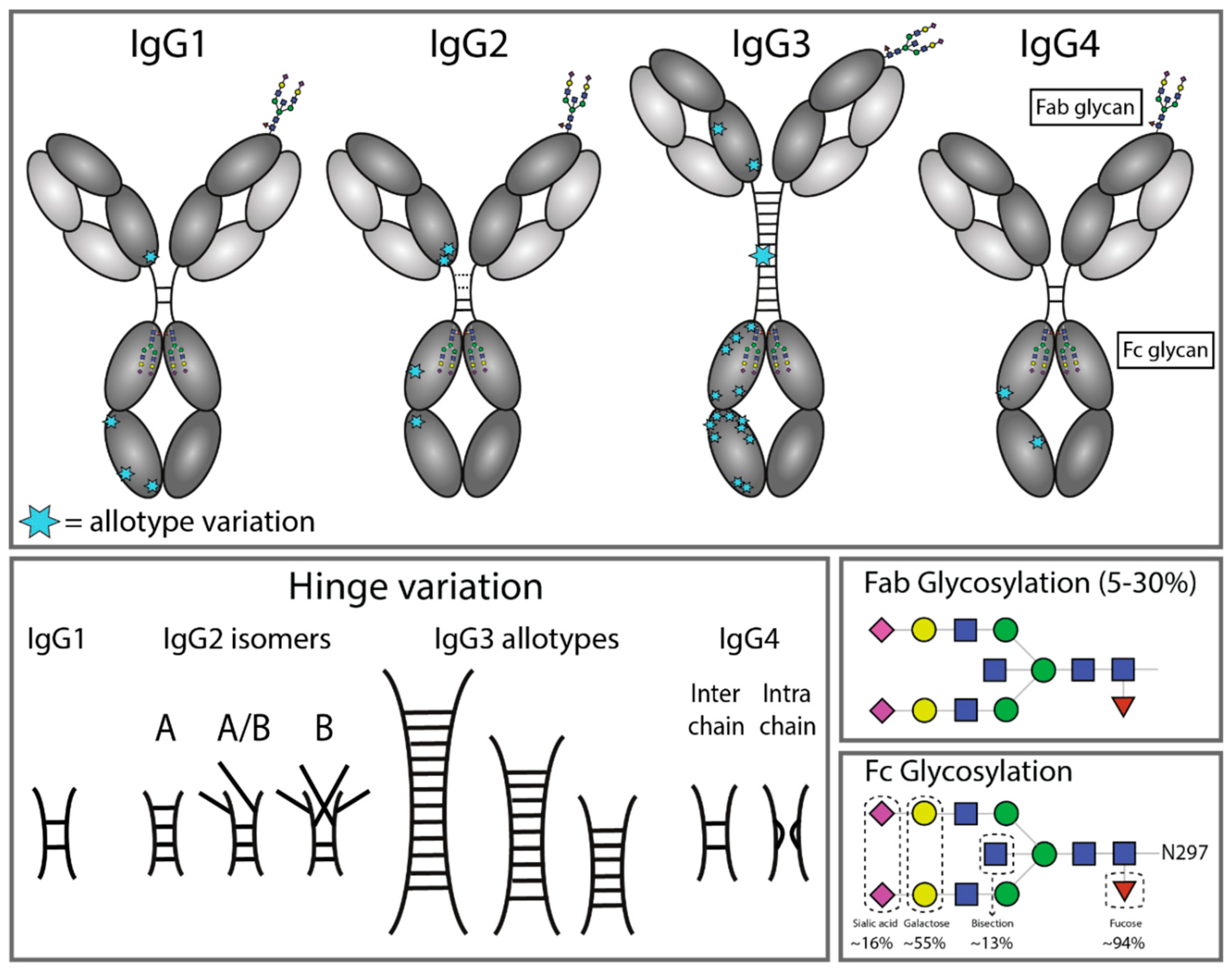 Antibodies 08 00030 g001