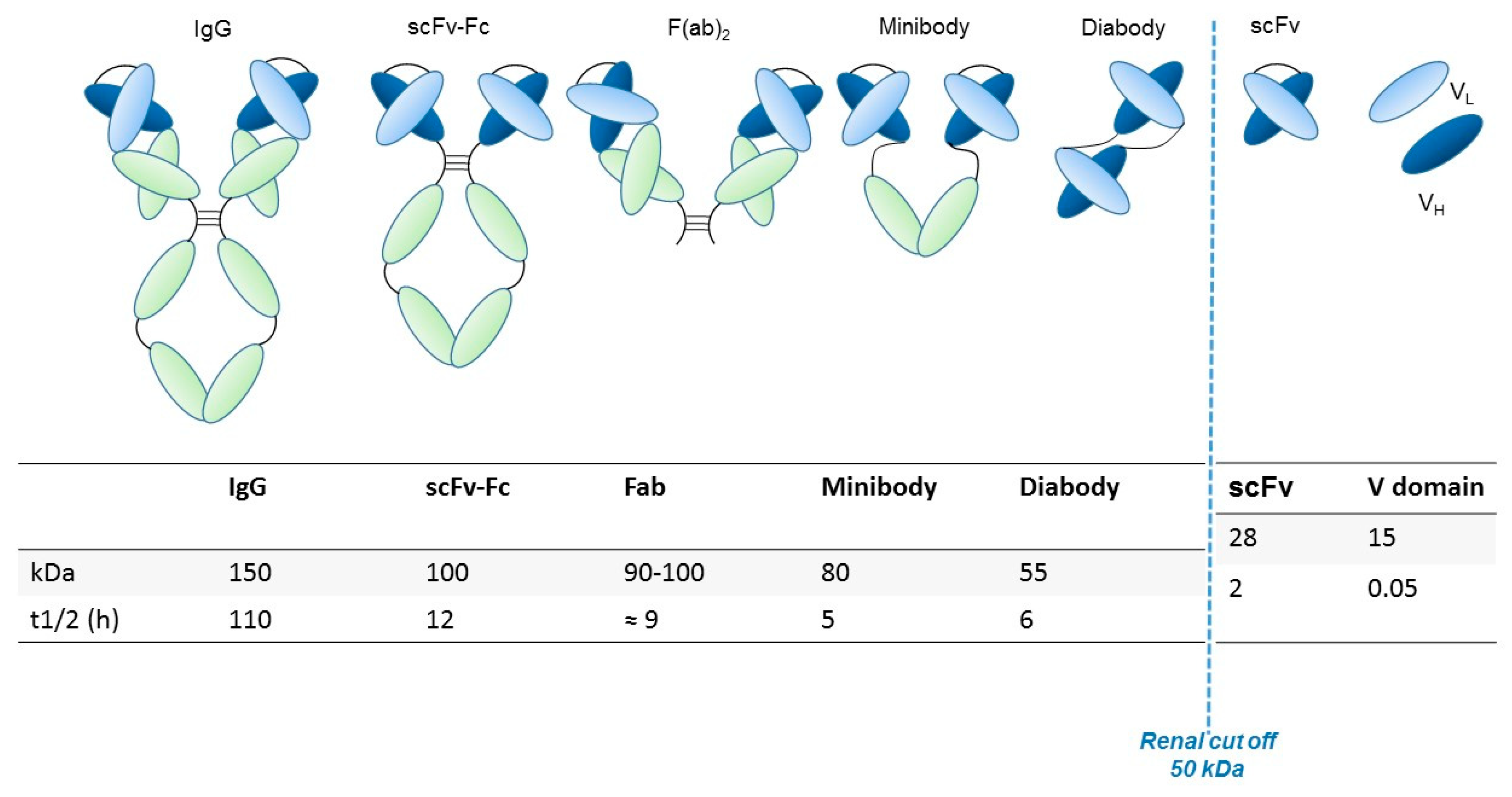 Antibodies 08 00033 g001