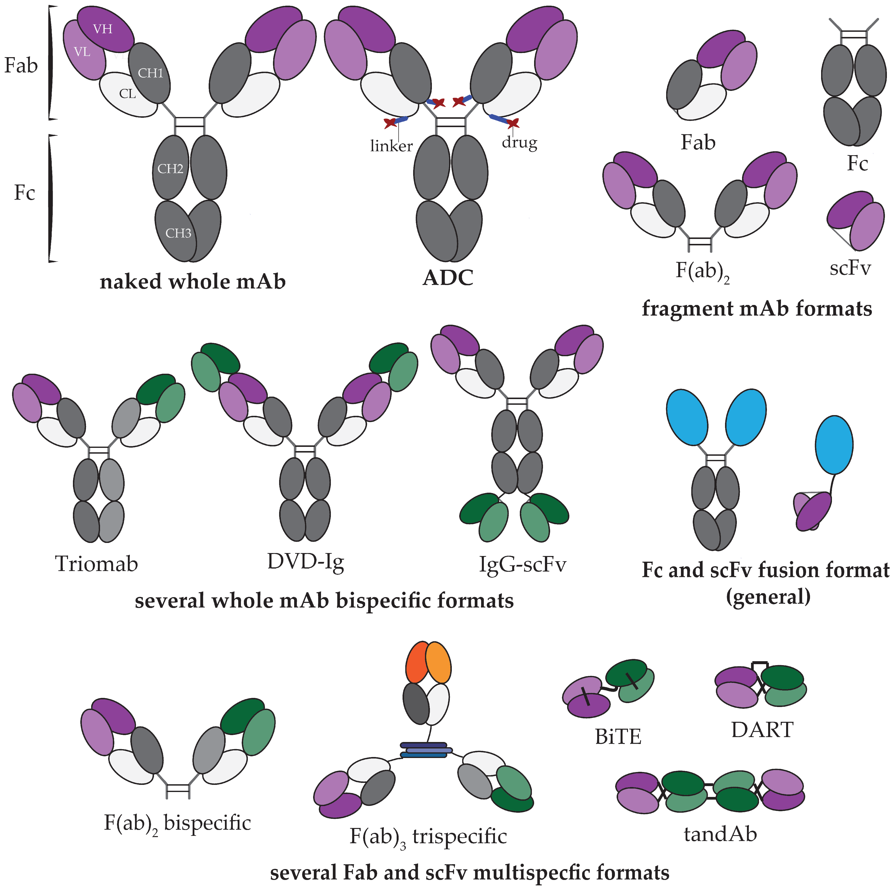 Antibodies 08 00036 g002