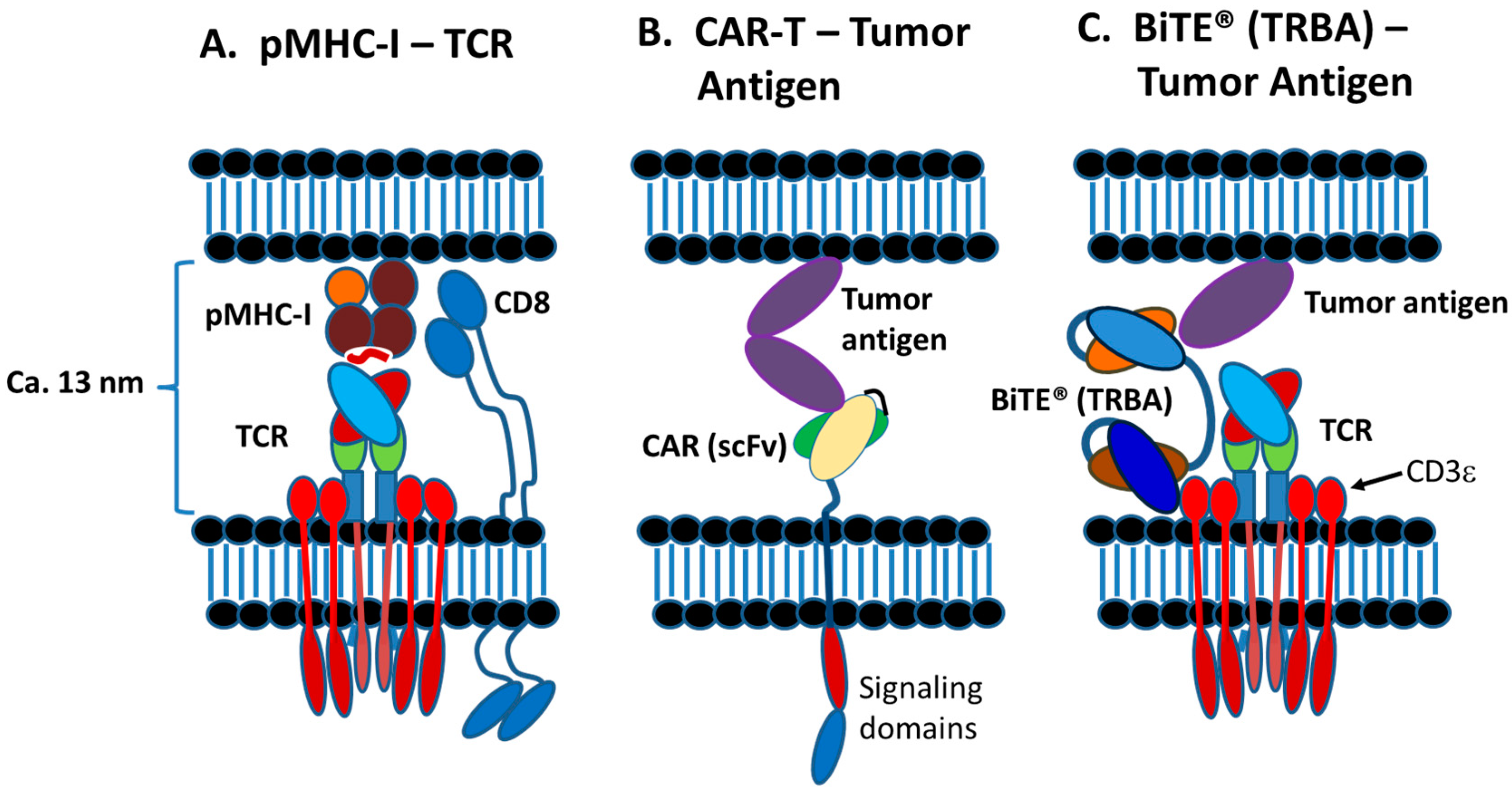 Antibodies 08 00041 g006