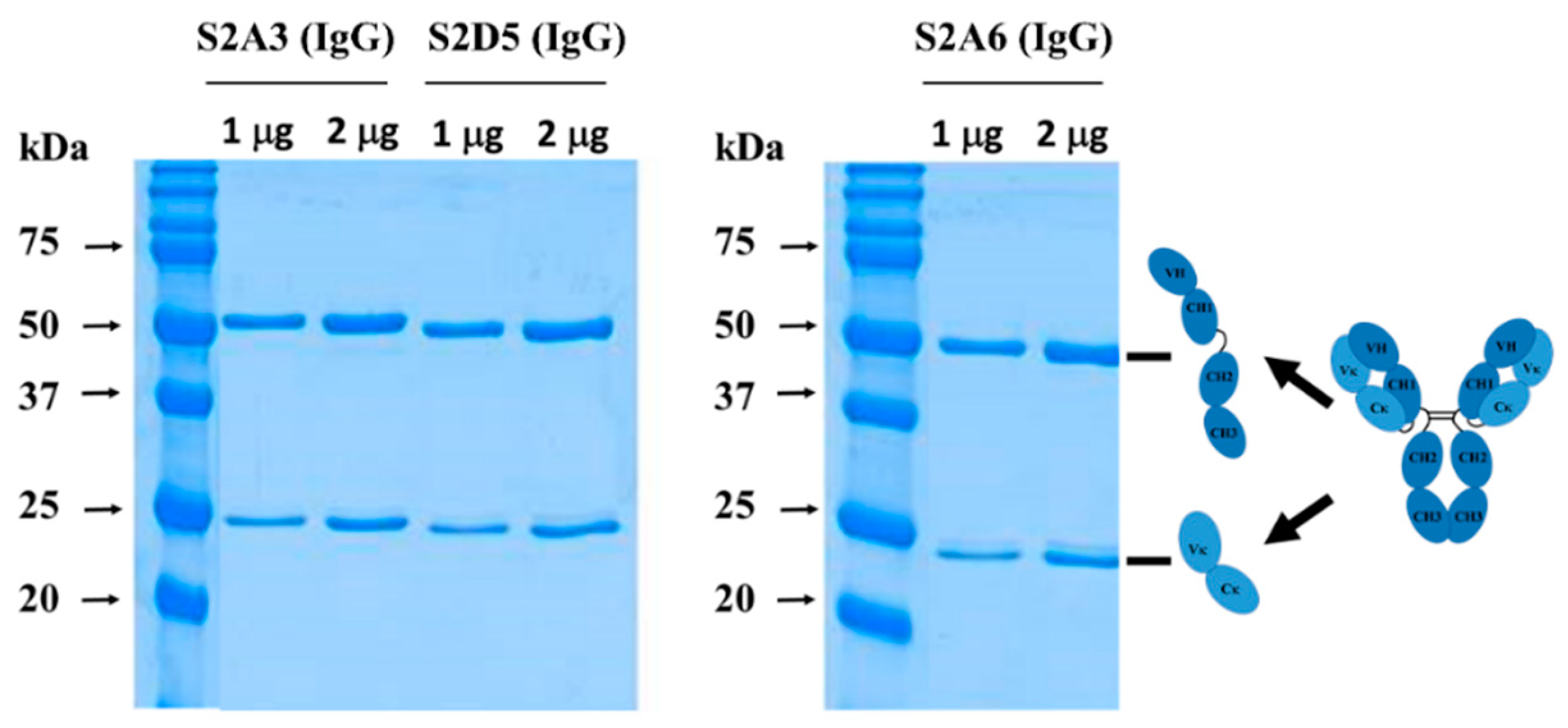 Antibodies 08 00042 g003