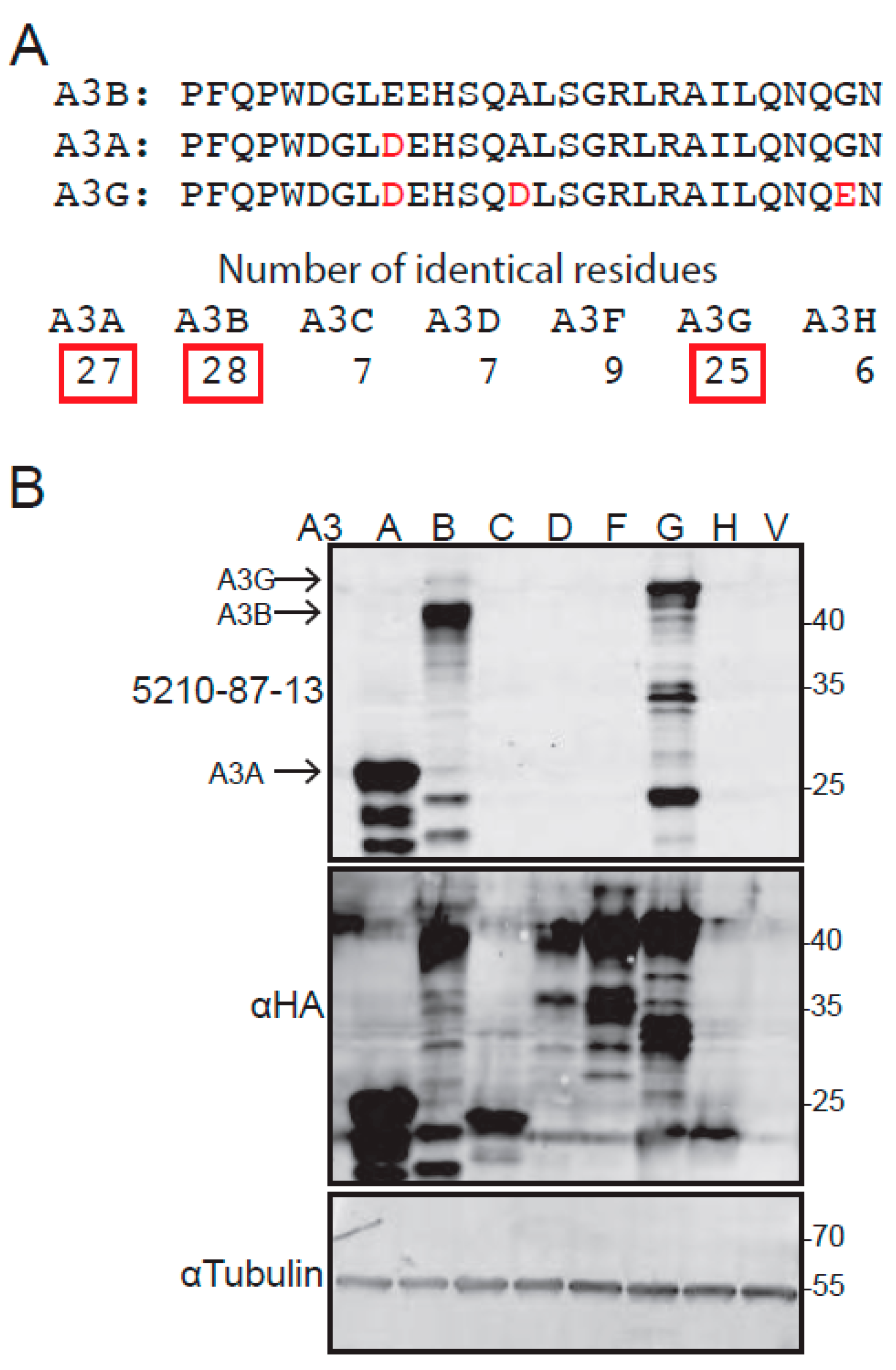 Antibodies 08 00047 g001 Antibodies 08 00047 g001