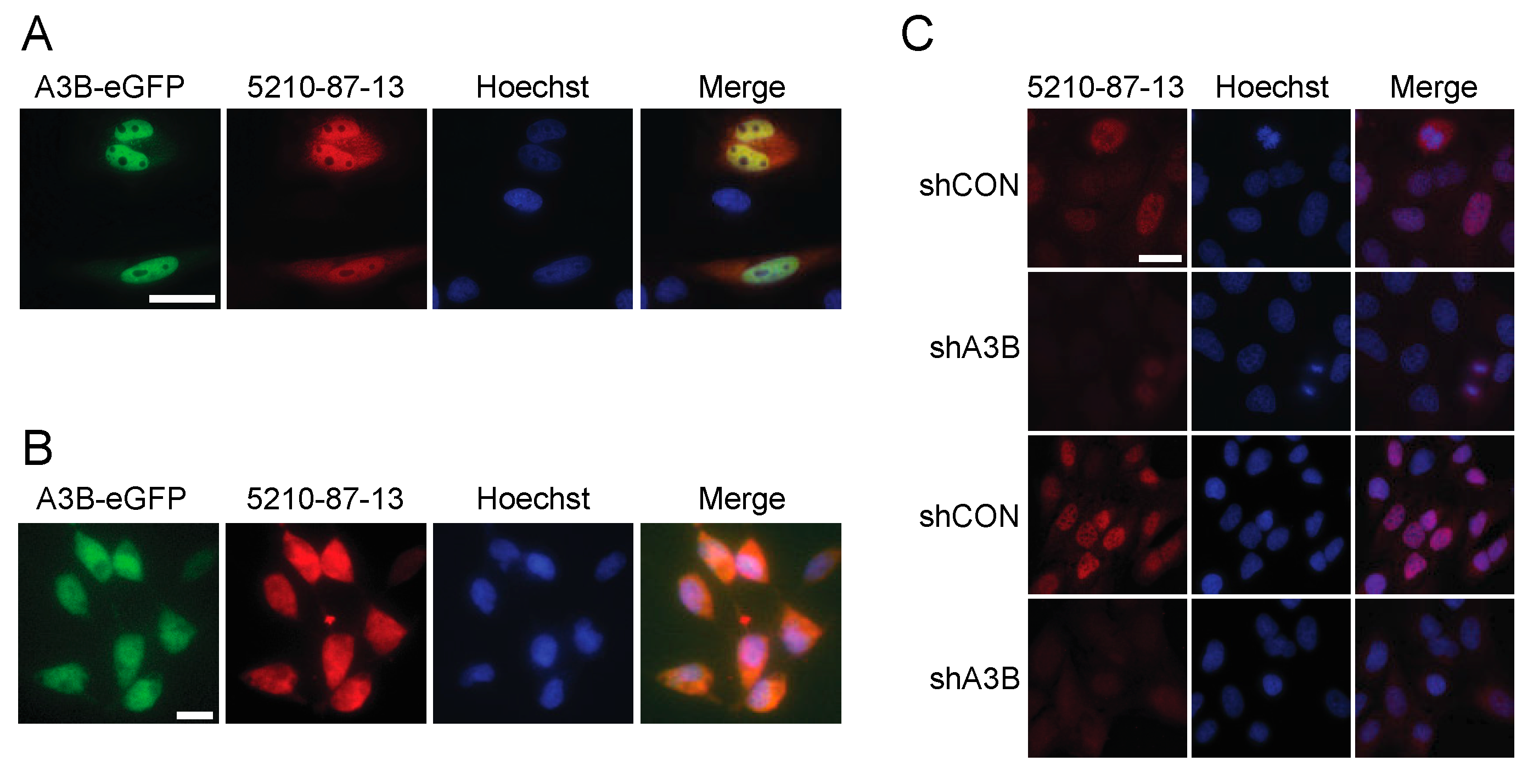 Antibodies 08 00047 g002 Antibodies 08 00047 g002