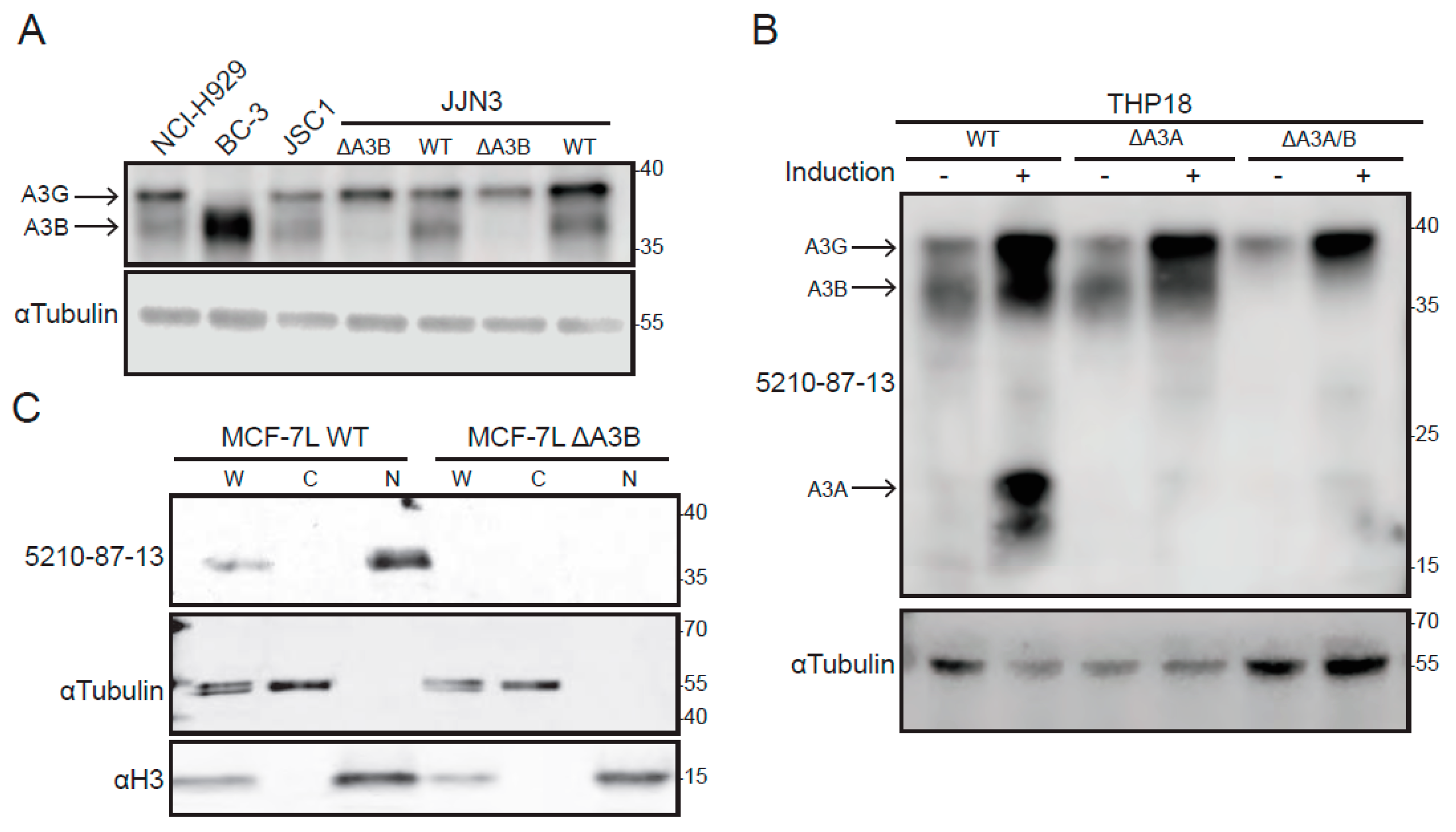 Antibodies 08 00047 g003 Antibodies 08 00047 g003