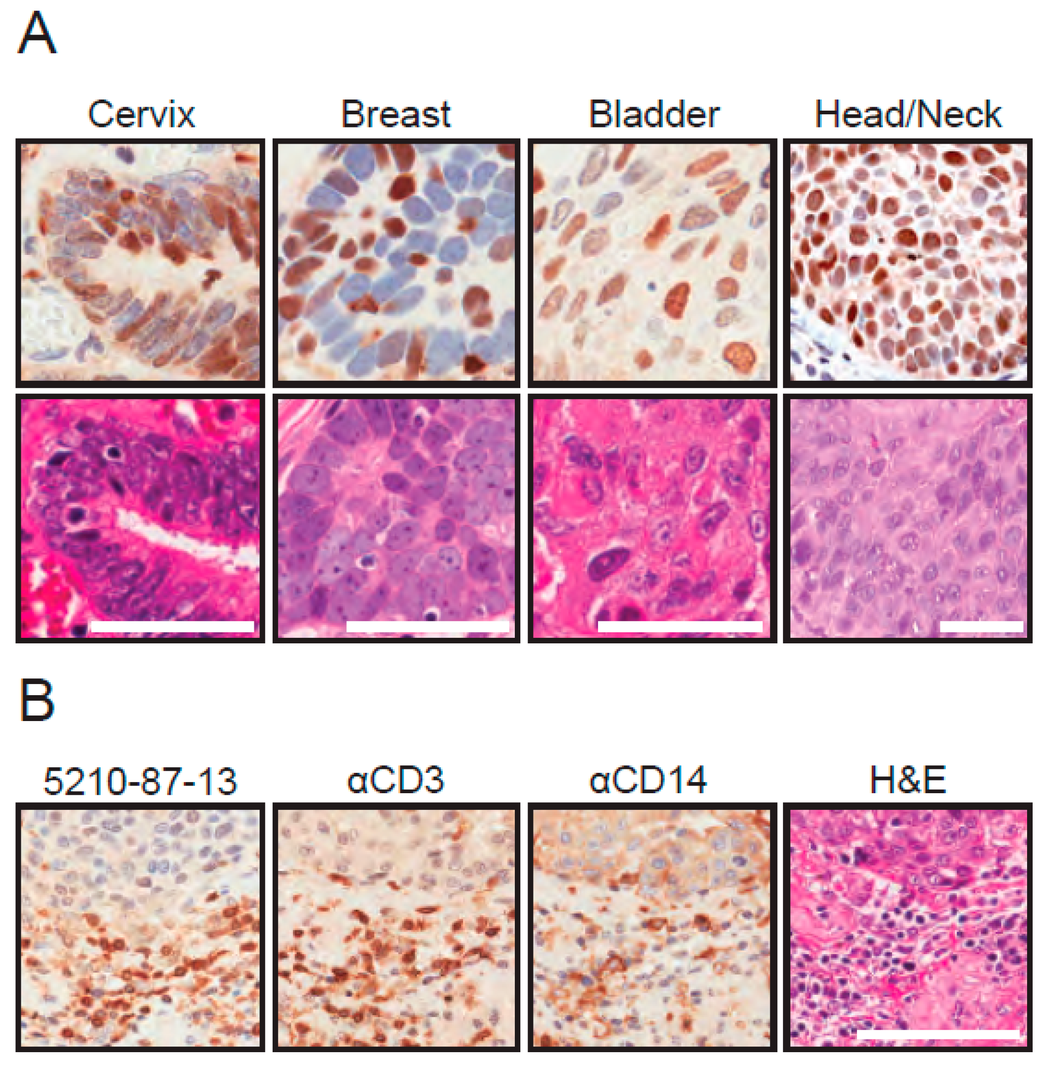 Antibodies 08 00047 g005 Antibodies 08 00047 g005