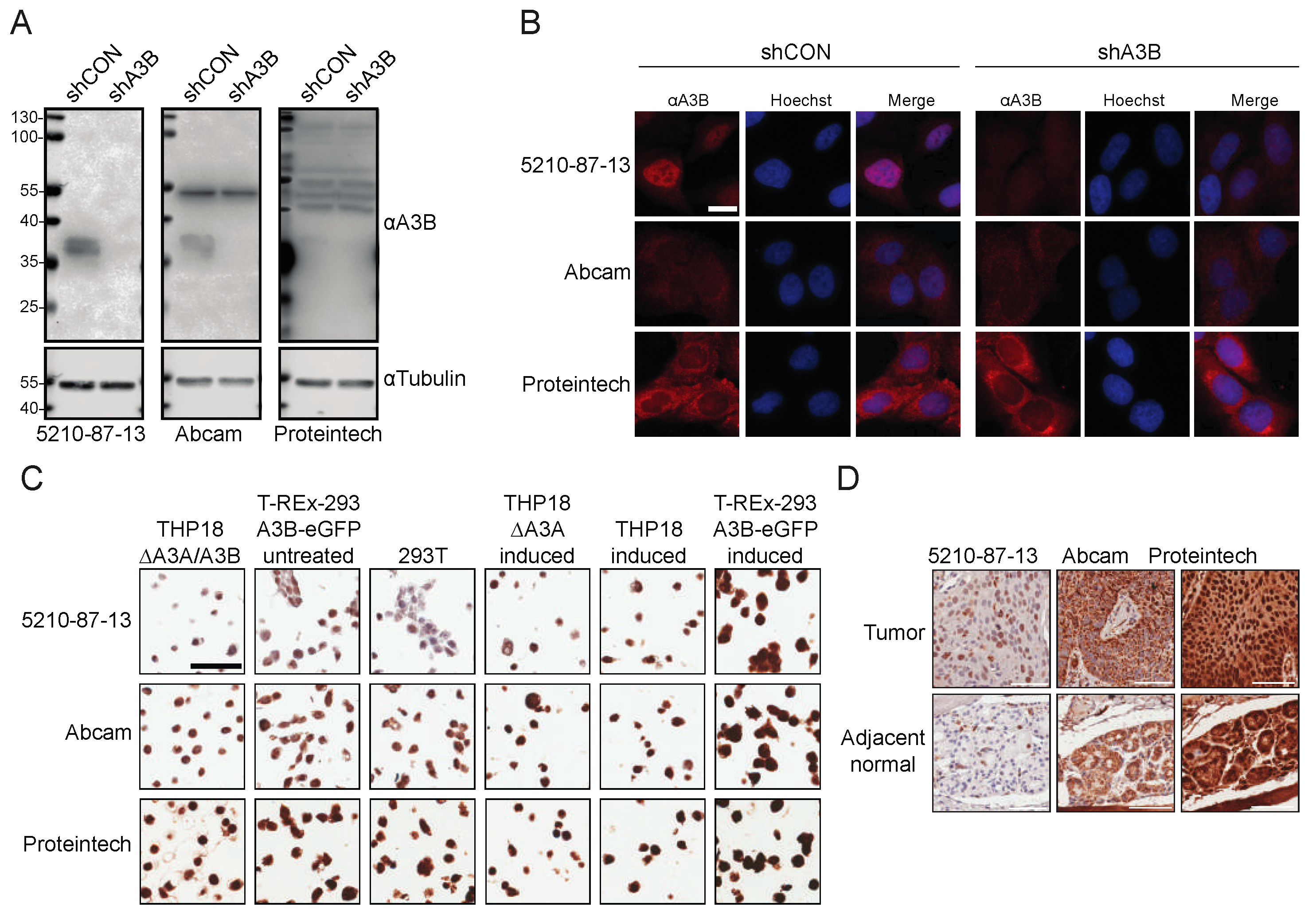 Antibodies 08 00047 g006 Antibodies 08 00047 g006