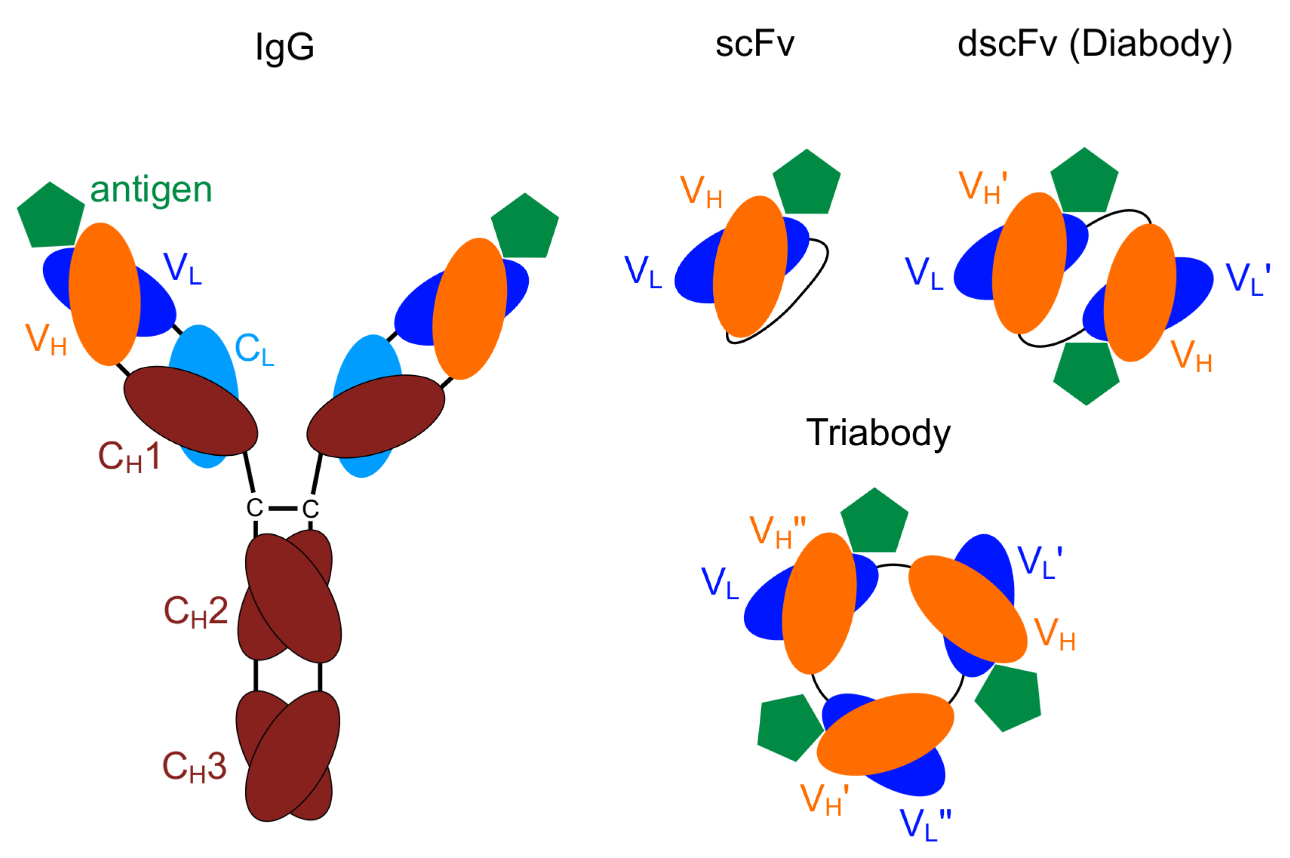 Antibodies 08 00048 g001