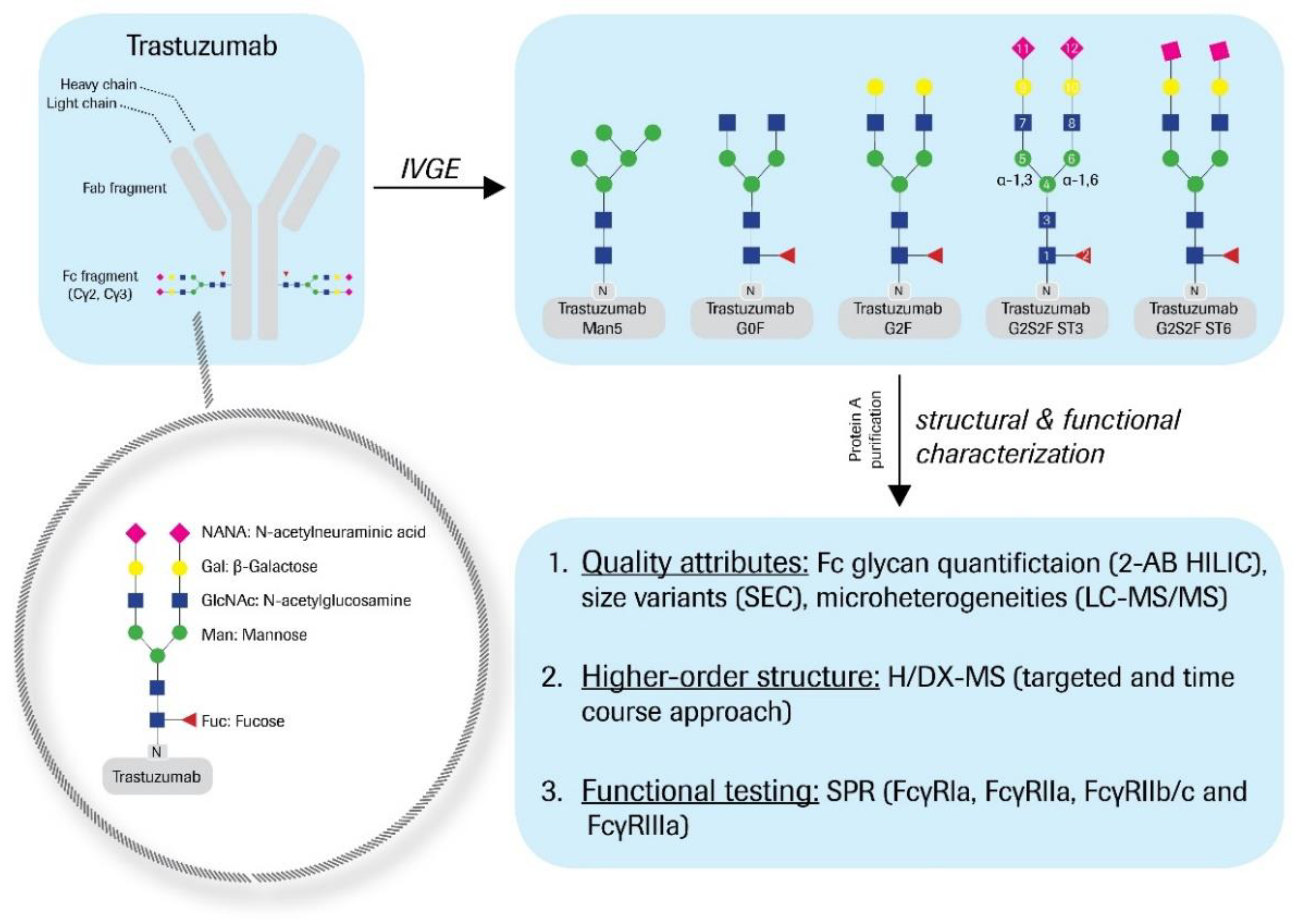 Antibodies 08 00049 g001