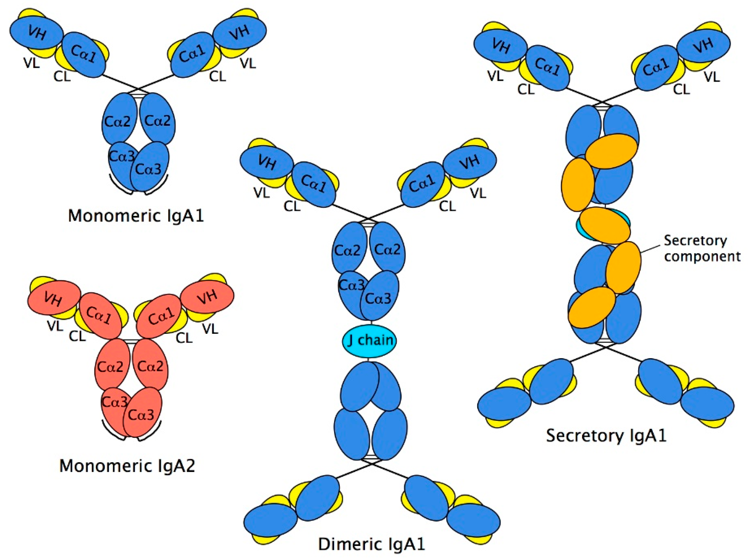 Antibodies 08 00057 g002