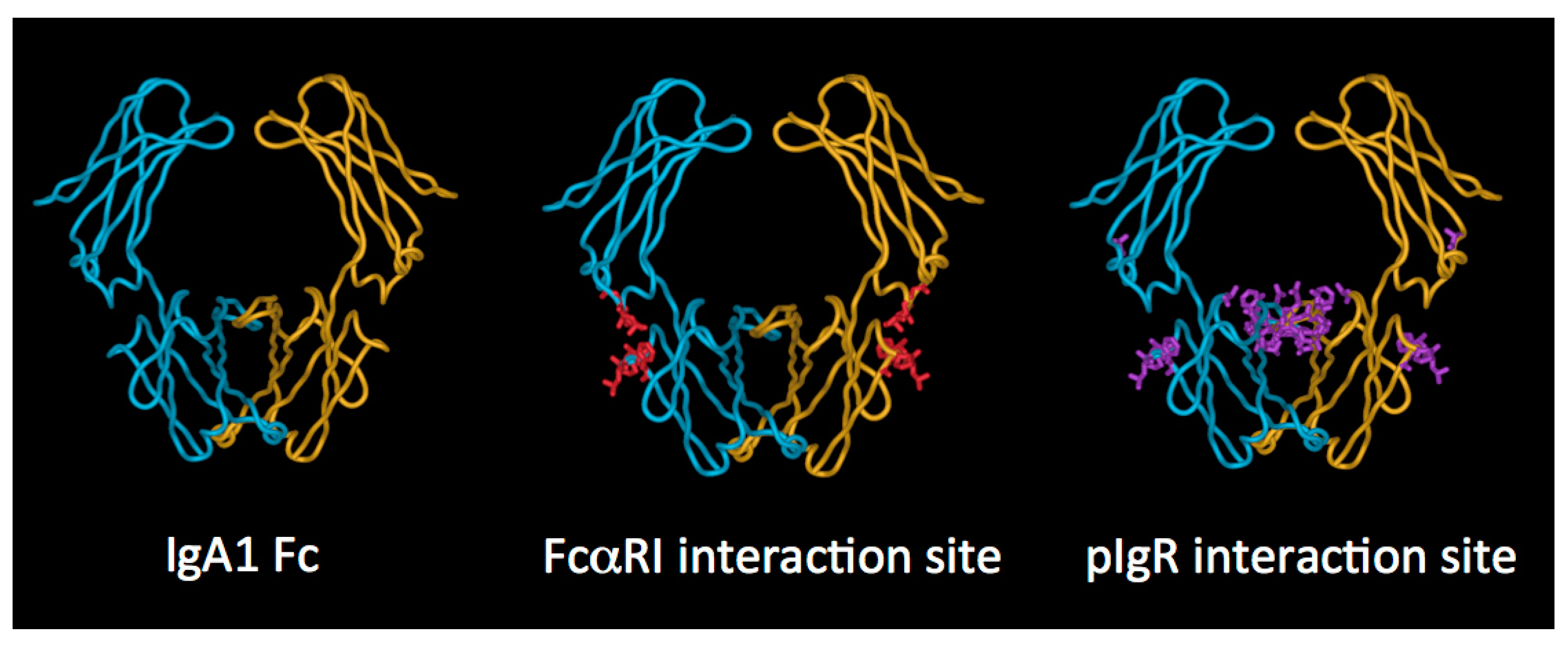 Antibodies 08 00057 g004