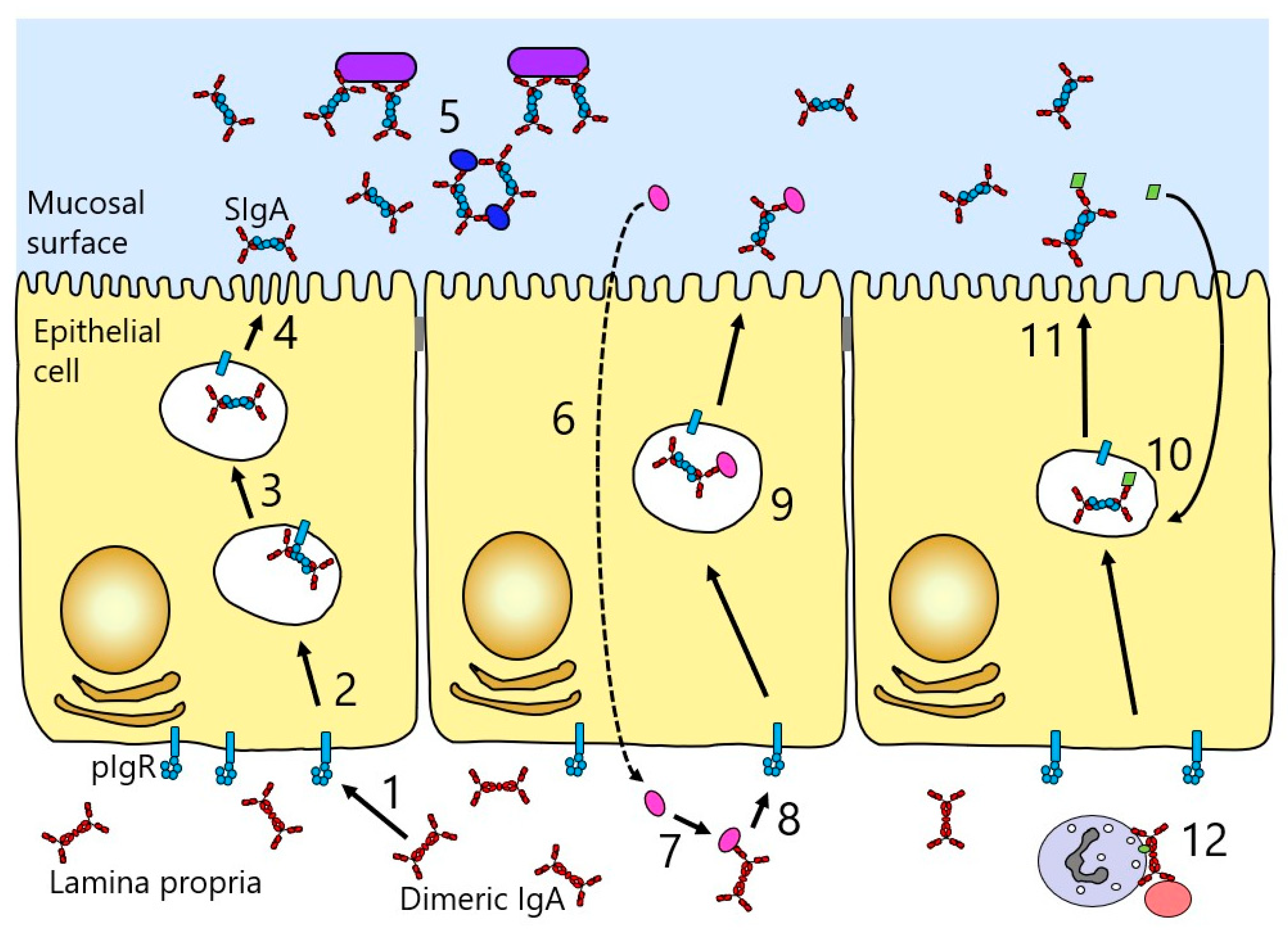 Antibodies 08 00057 g006
