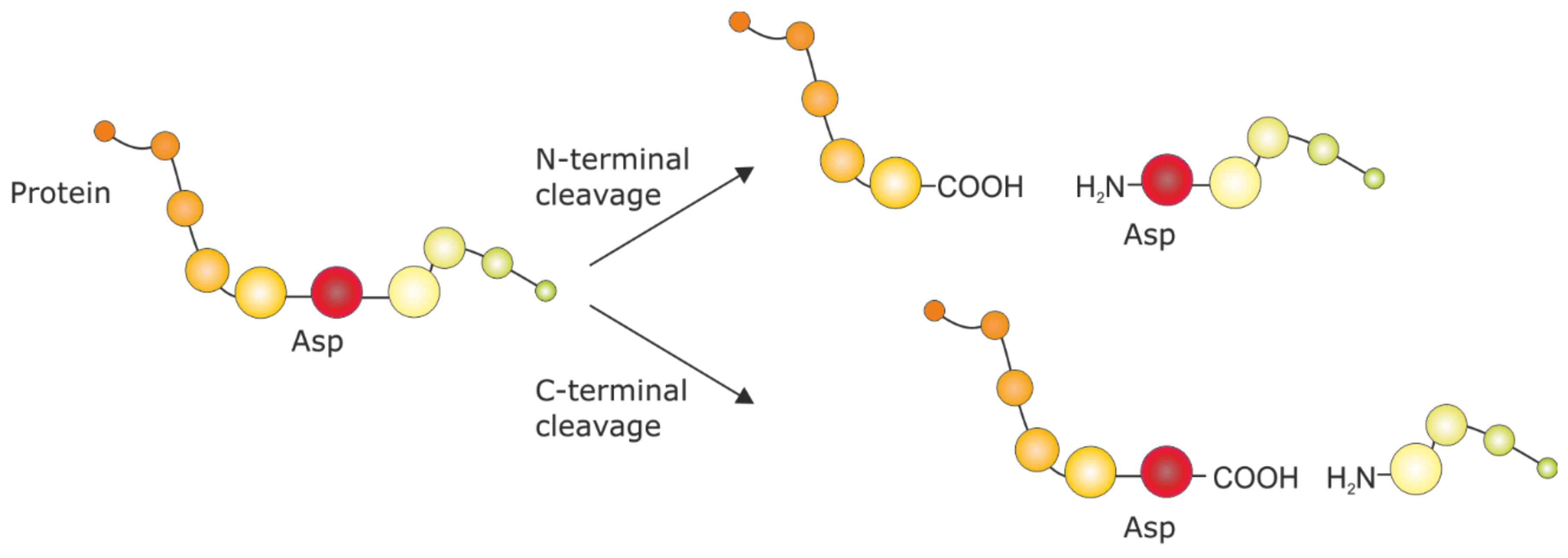 Antibodies 09 00008 g001