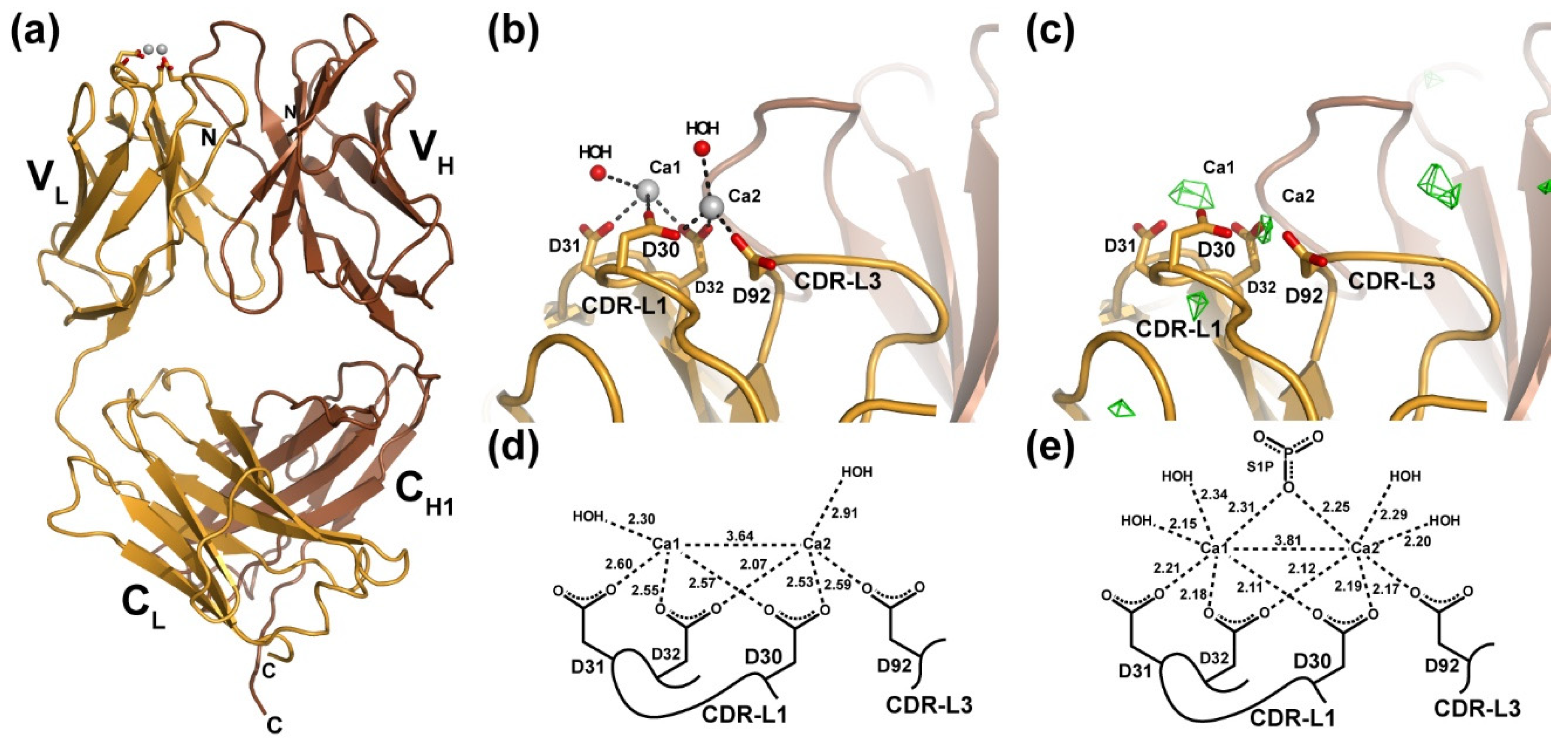 Antibodies 09 00010 g001 Antibodies 09 00010 g001