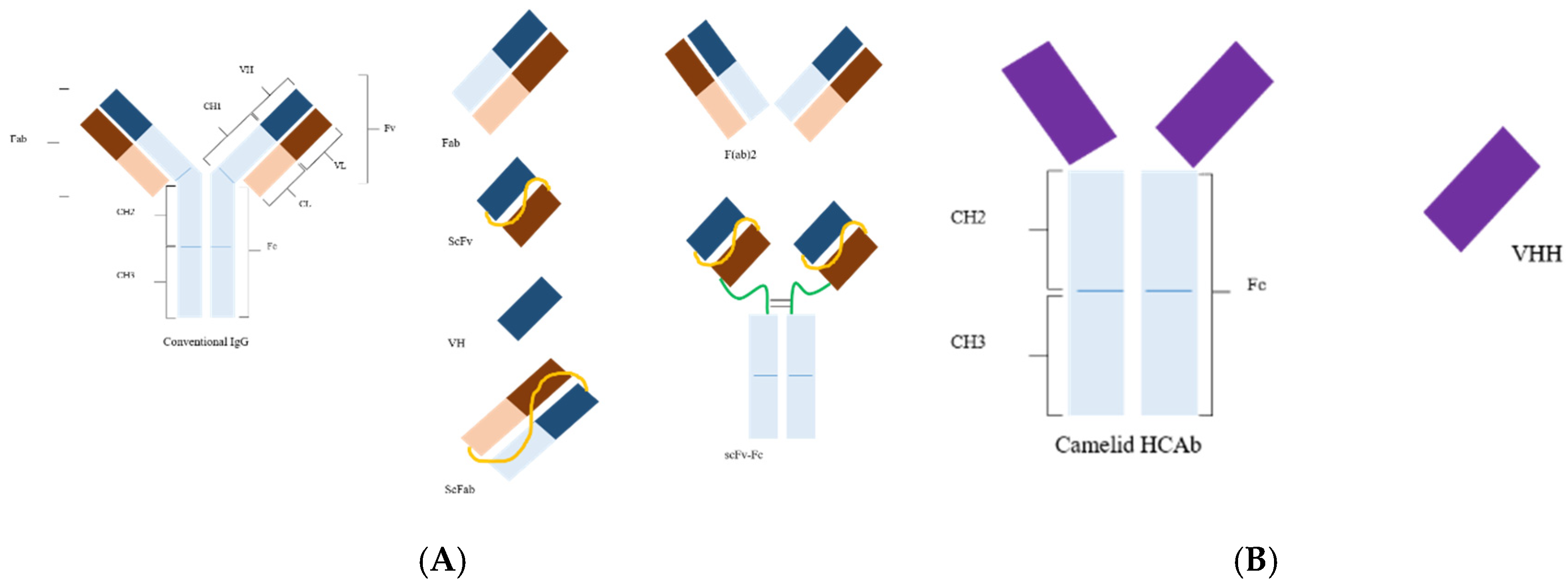 Antibodies 09 00021 g001