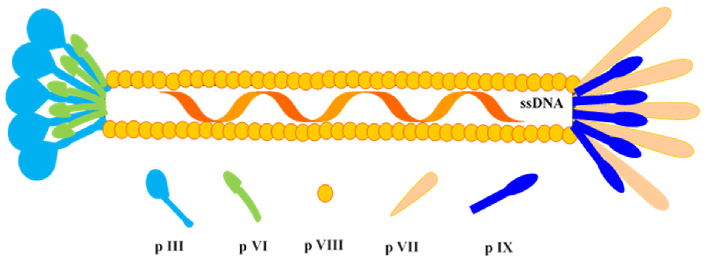 Antibodies 09 00021 g003