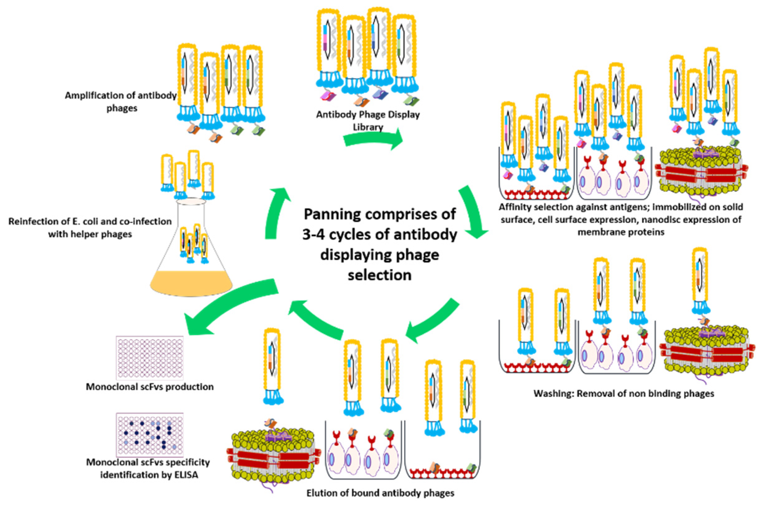 Antibodies 09 00021 g004