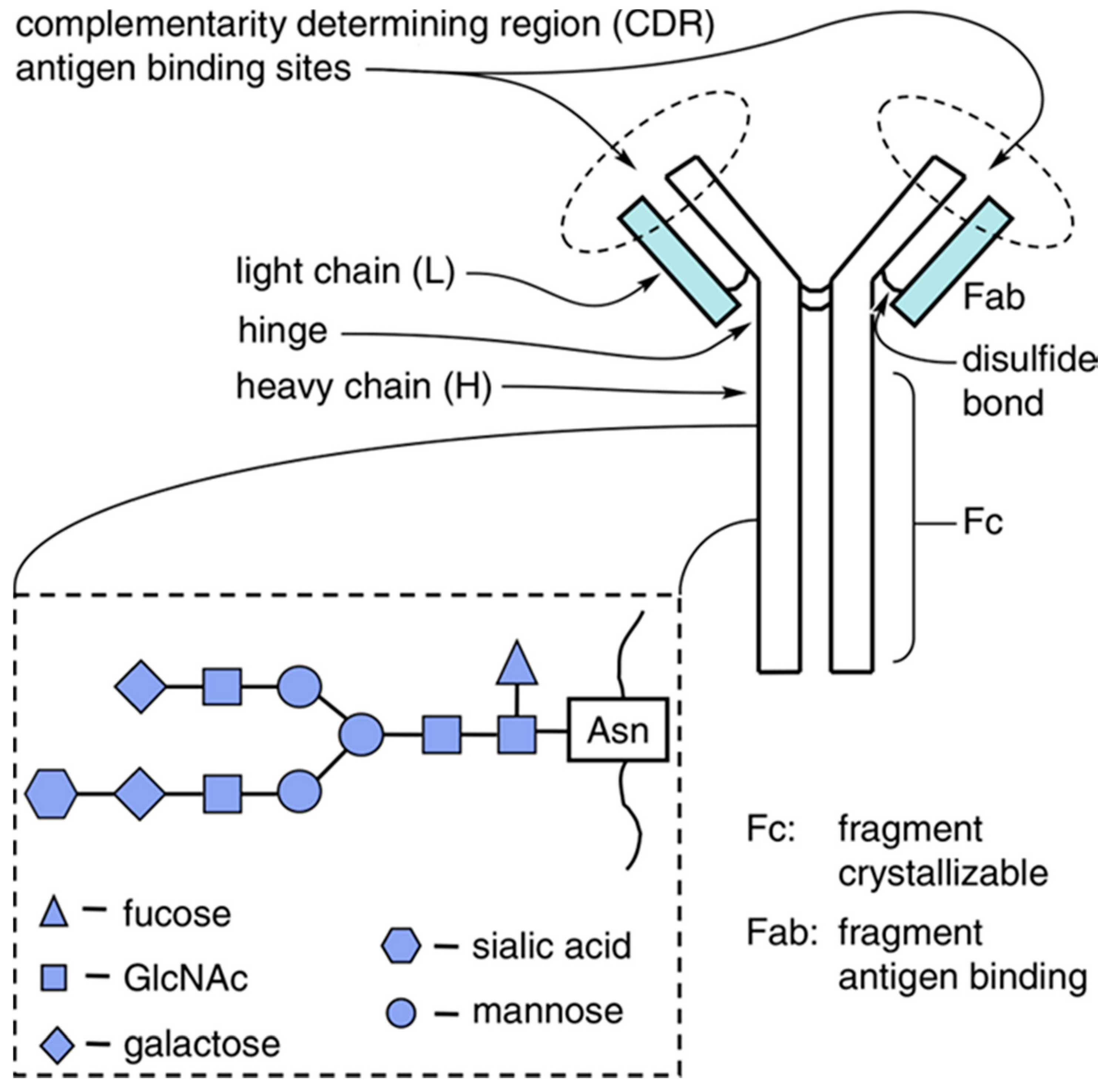 Antibodies 09 00022 g001