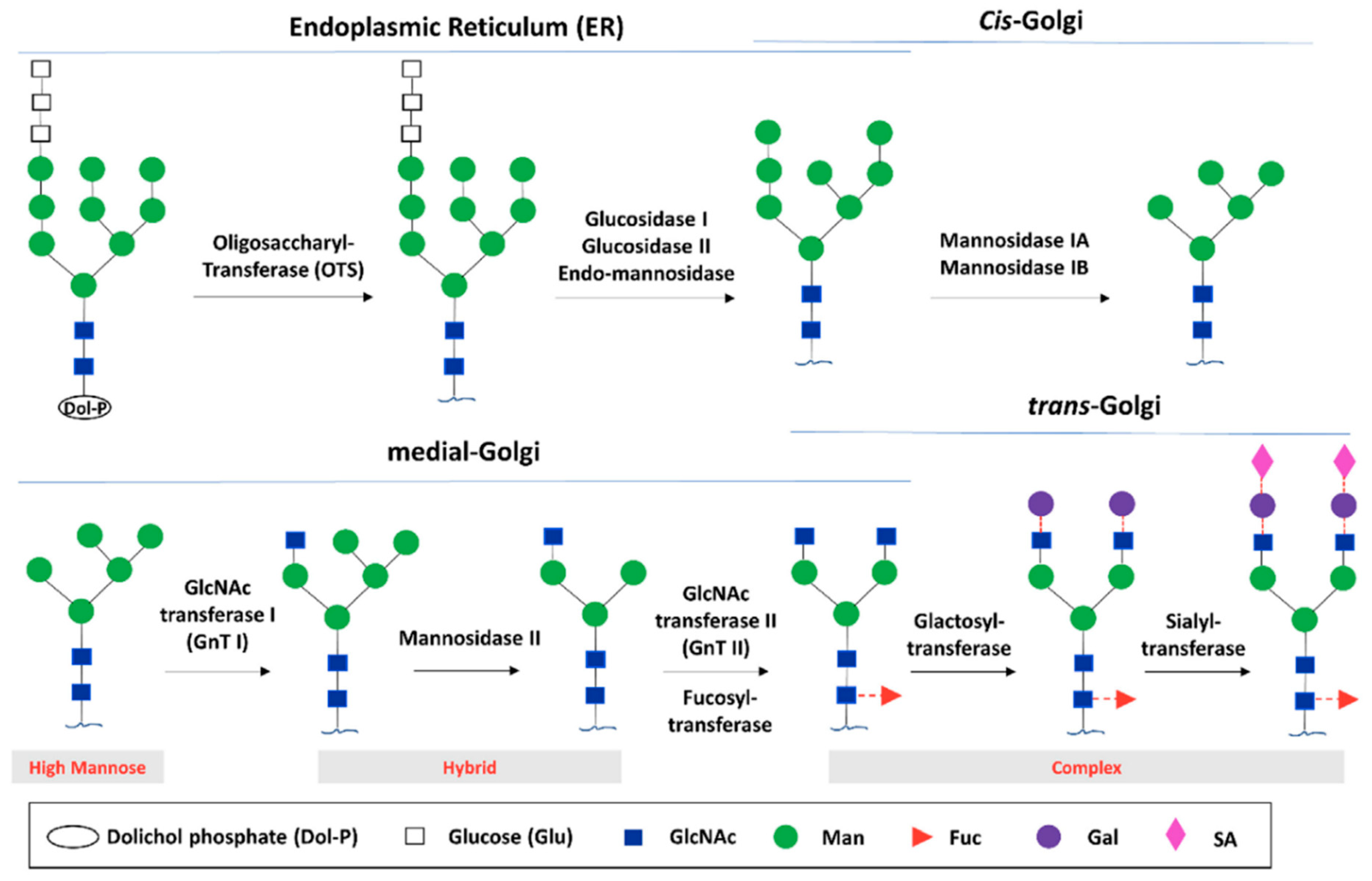 Antibodies 09 00022 g003