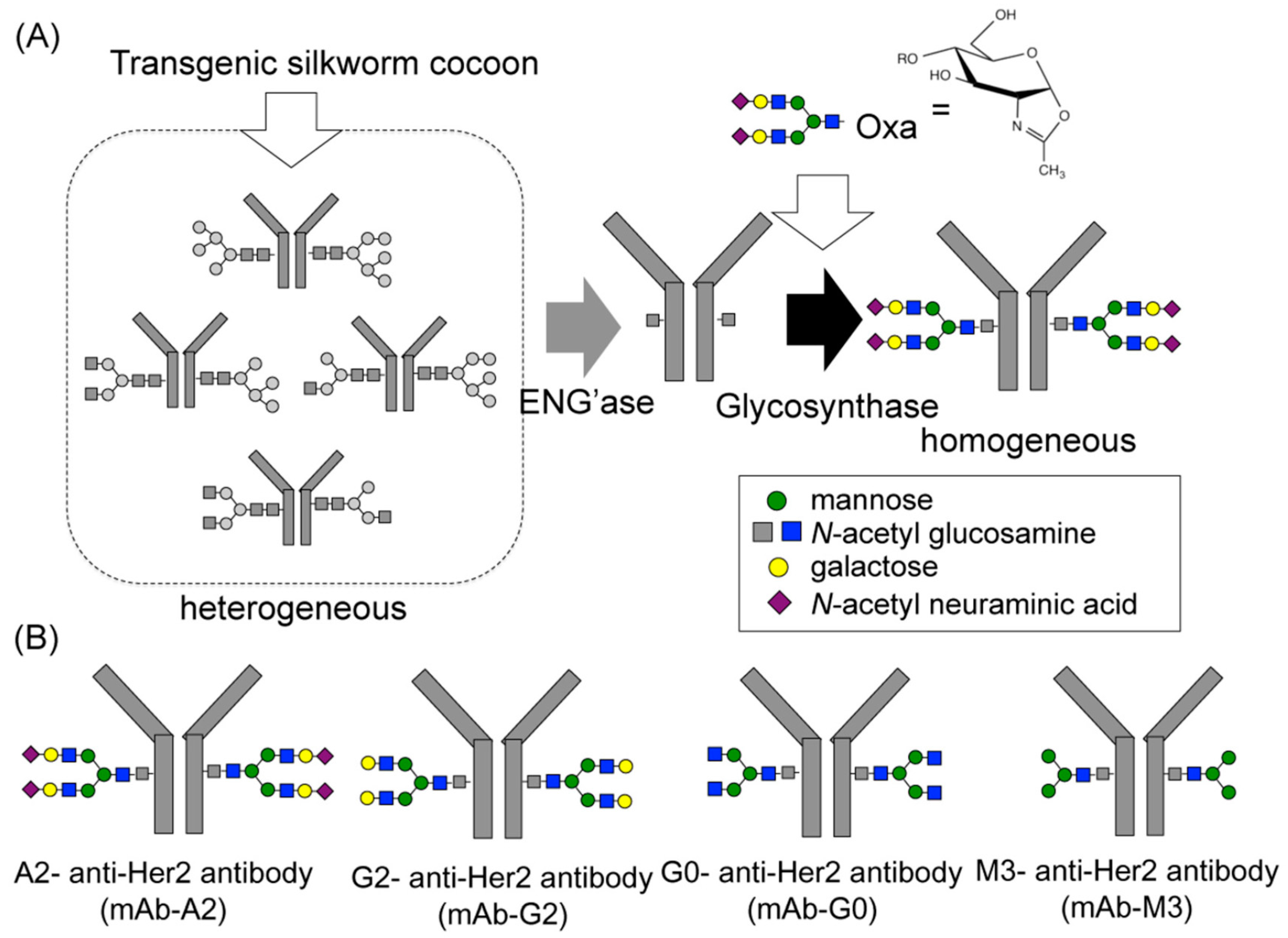 Antibodies 09 00022 g008