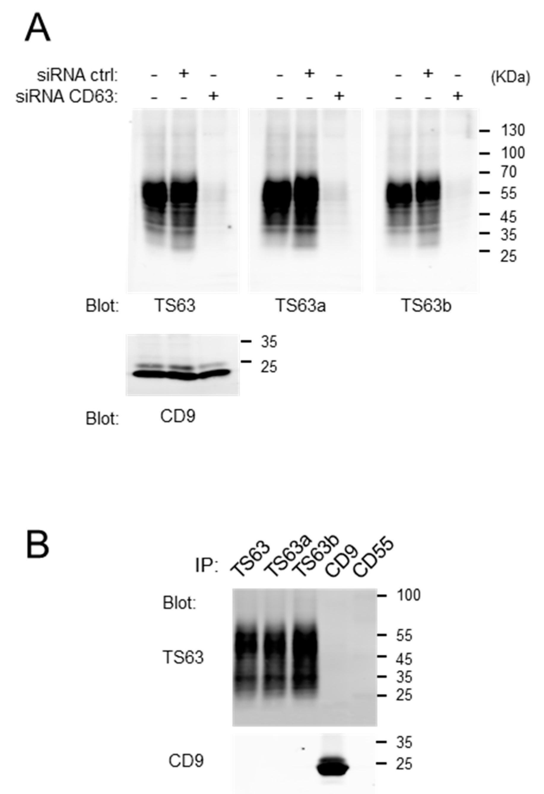 Antibodies 09 00029 g002