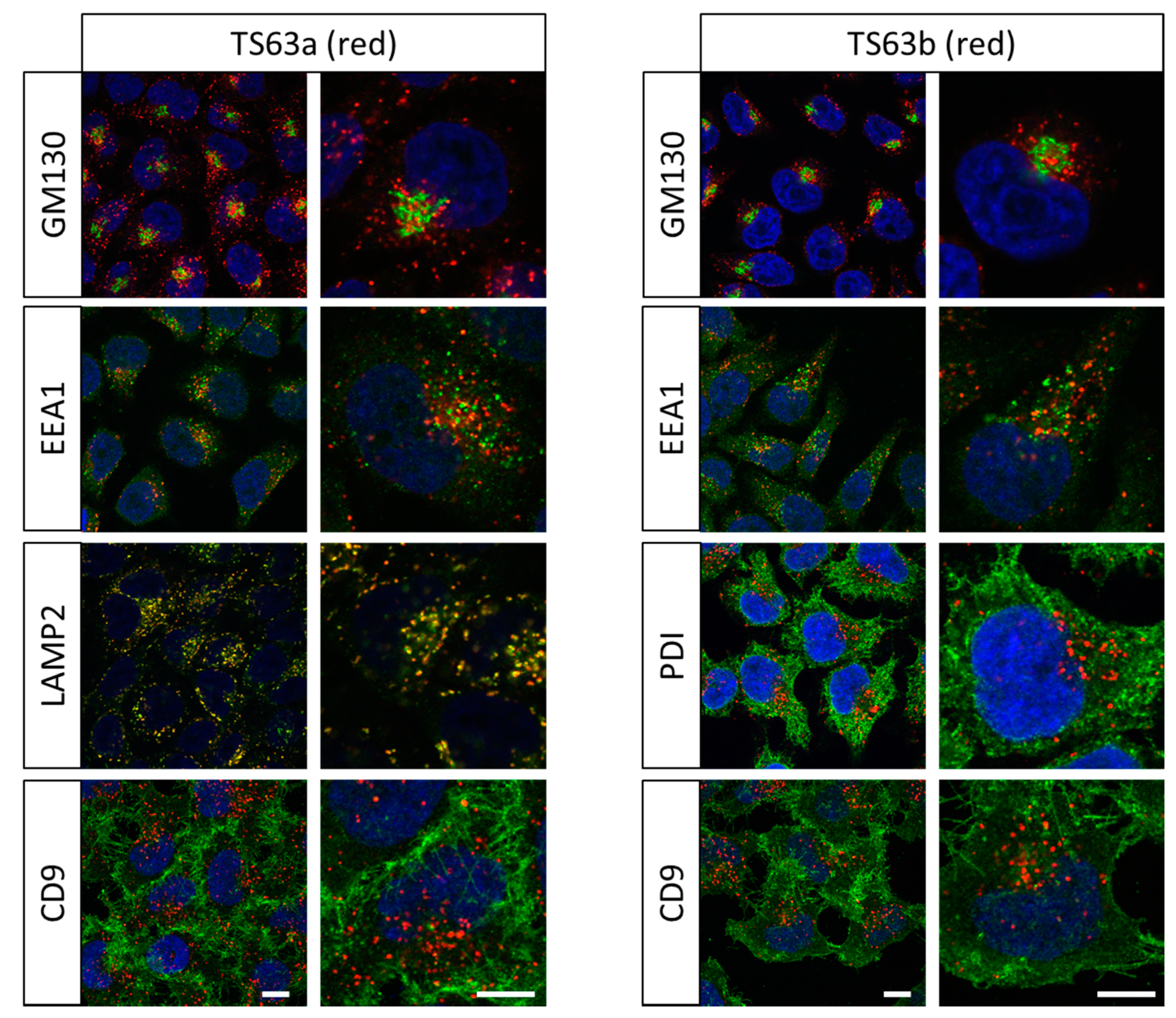 Antibodies 09 00029 g003