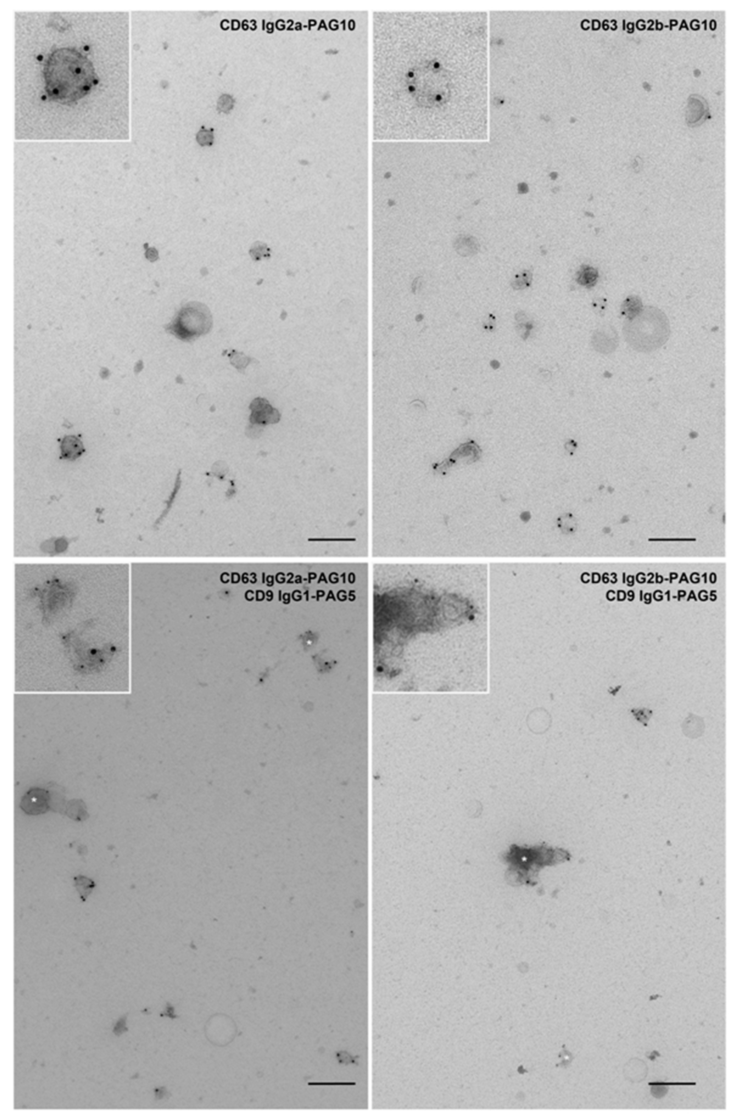 Antibodies 09 00029 g004