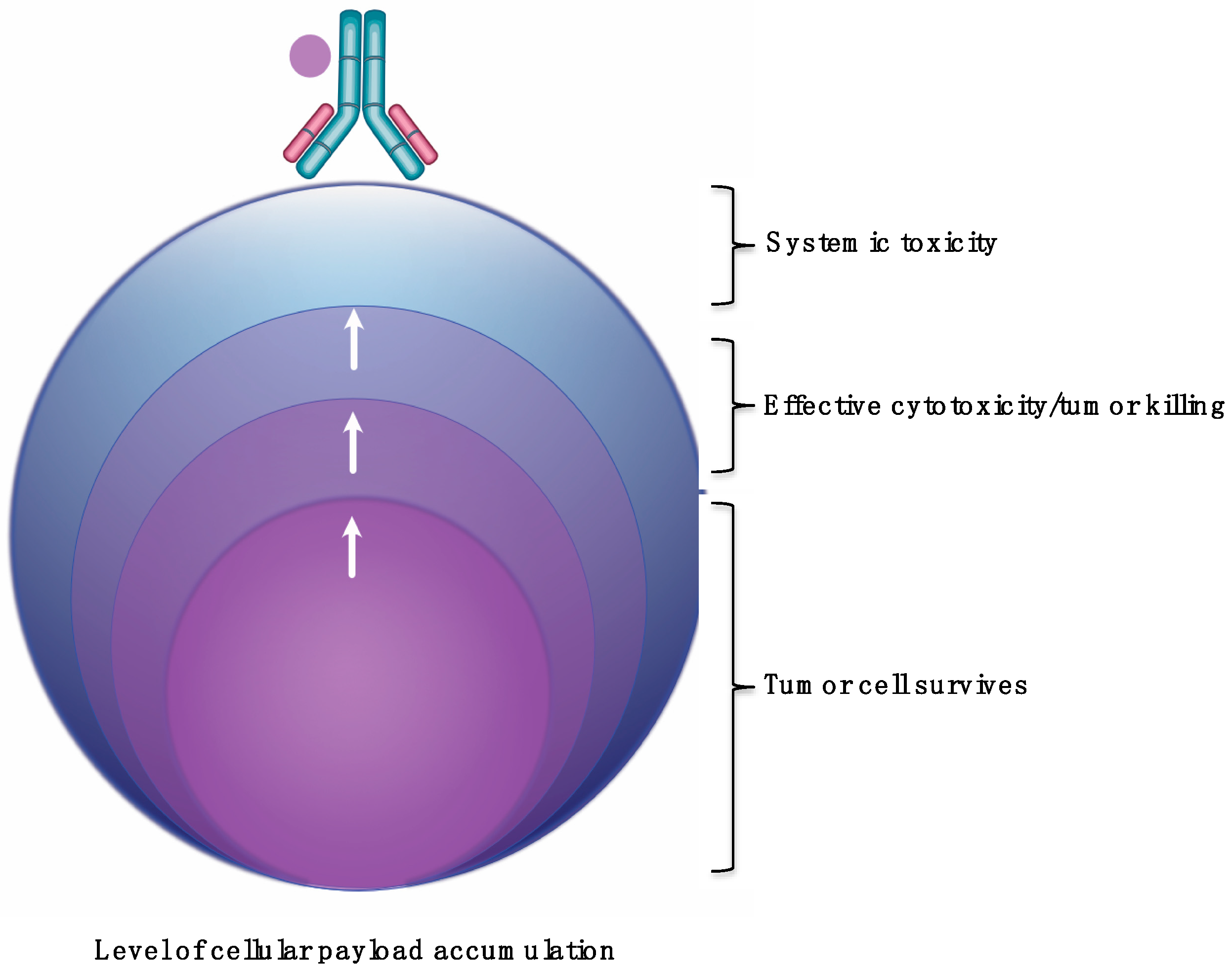 Antibodies 09 00032 g003
