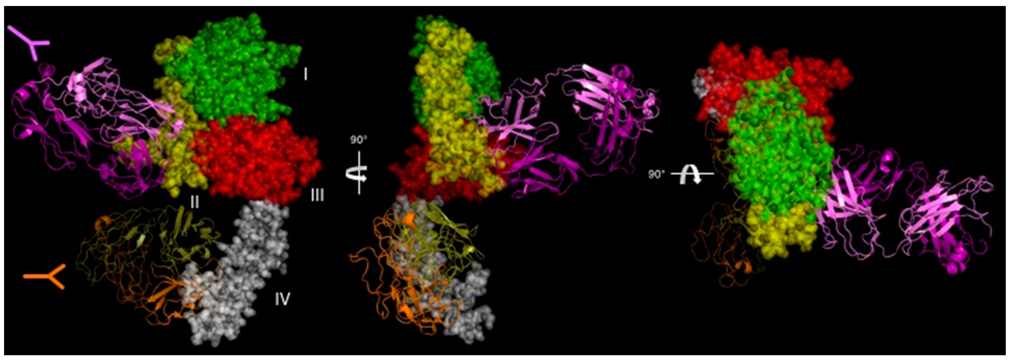 Antibodies 09 00032 g004