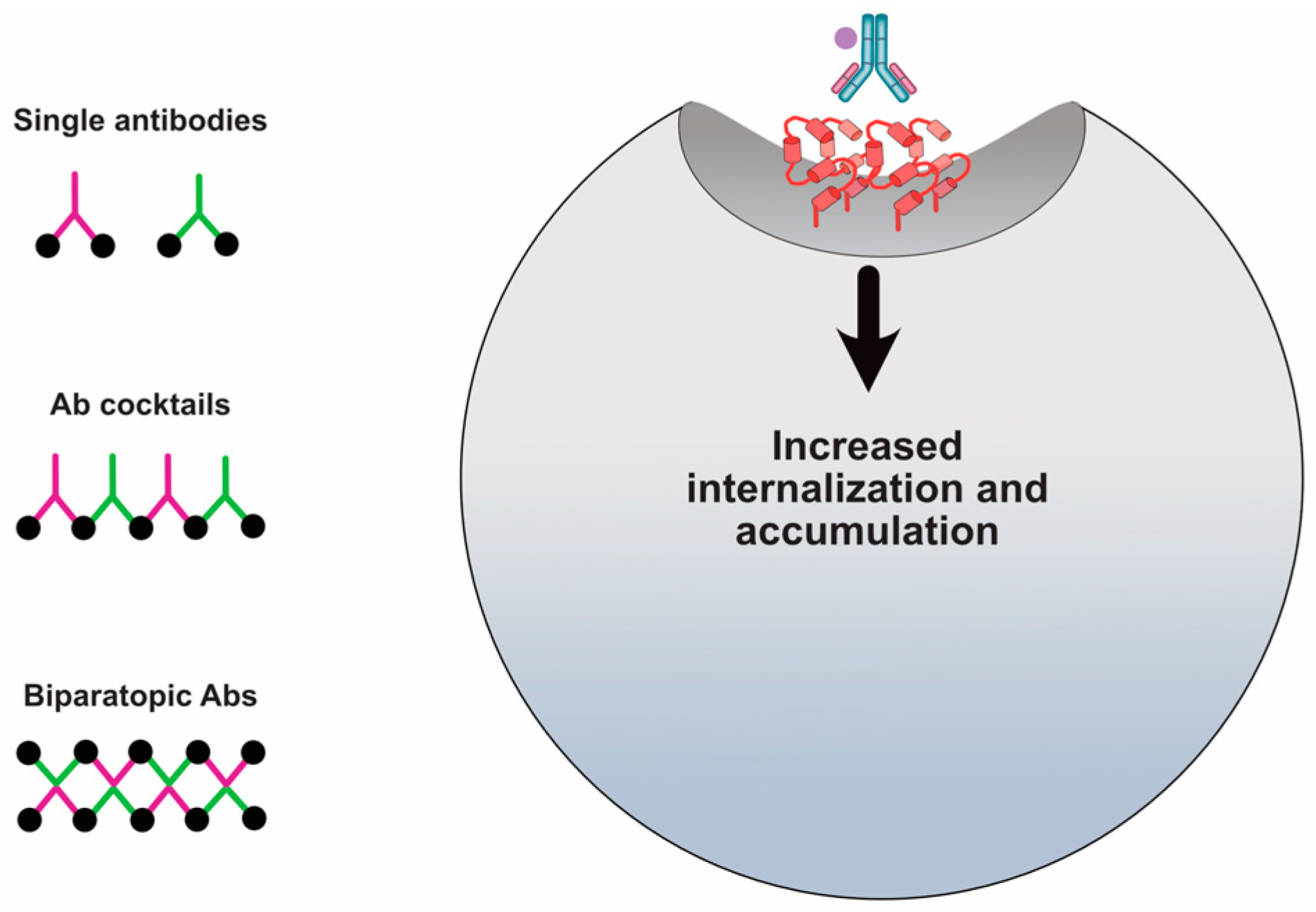 Antibodies 09 00032 g005