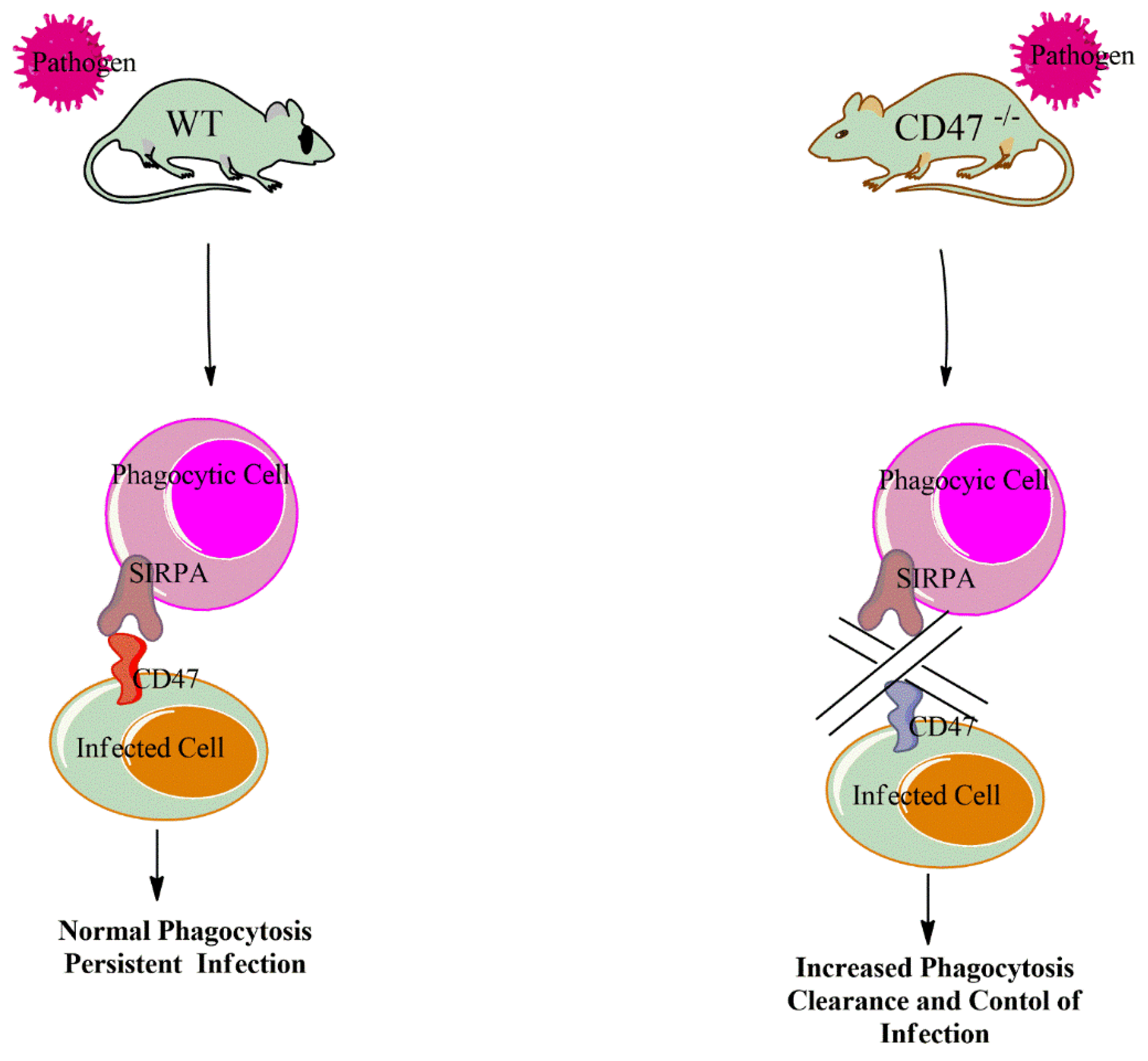 Antibodies 09 00044 g001