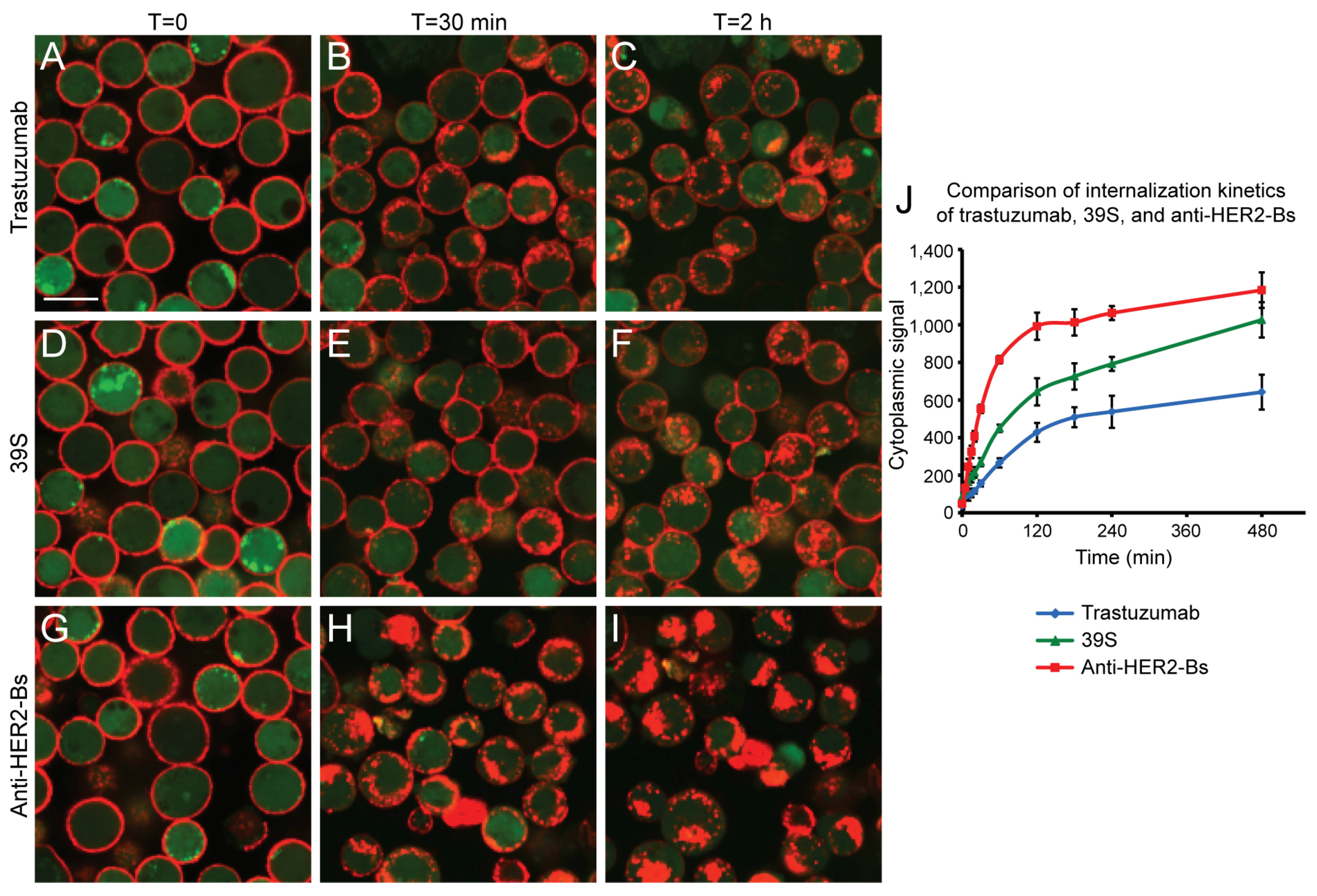 Antibodies 09 00049 g001 Antibodies 09 00049 g001