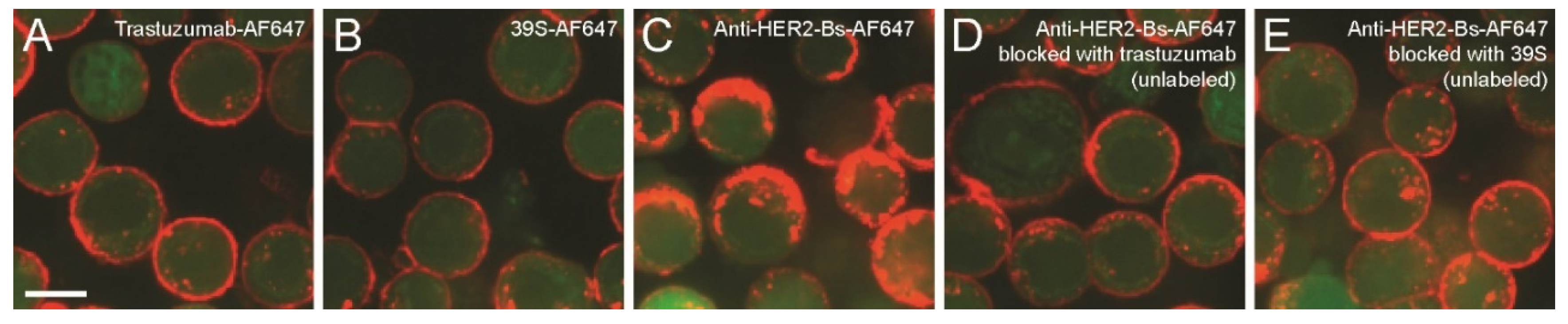 Antibodies 09 00049 g004 Antibodies 09 00049 g004