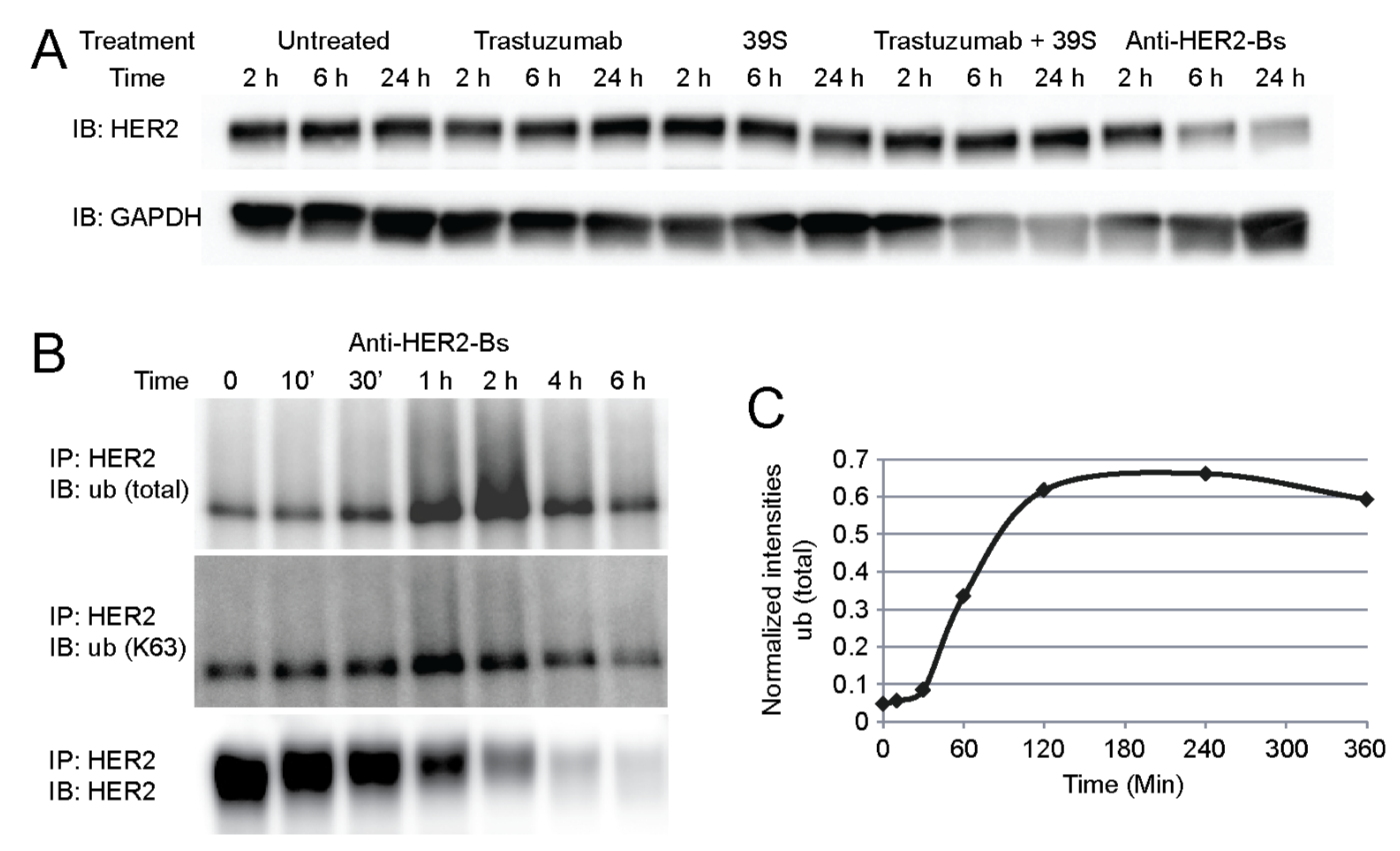 Antibodies 09 00049 g005 Antibodies 09 00049 g005