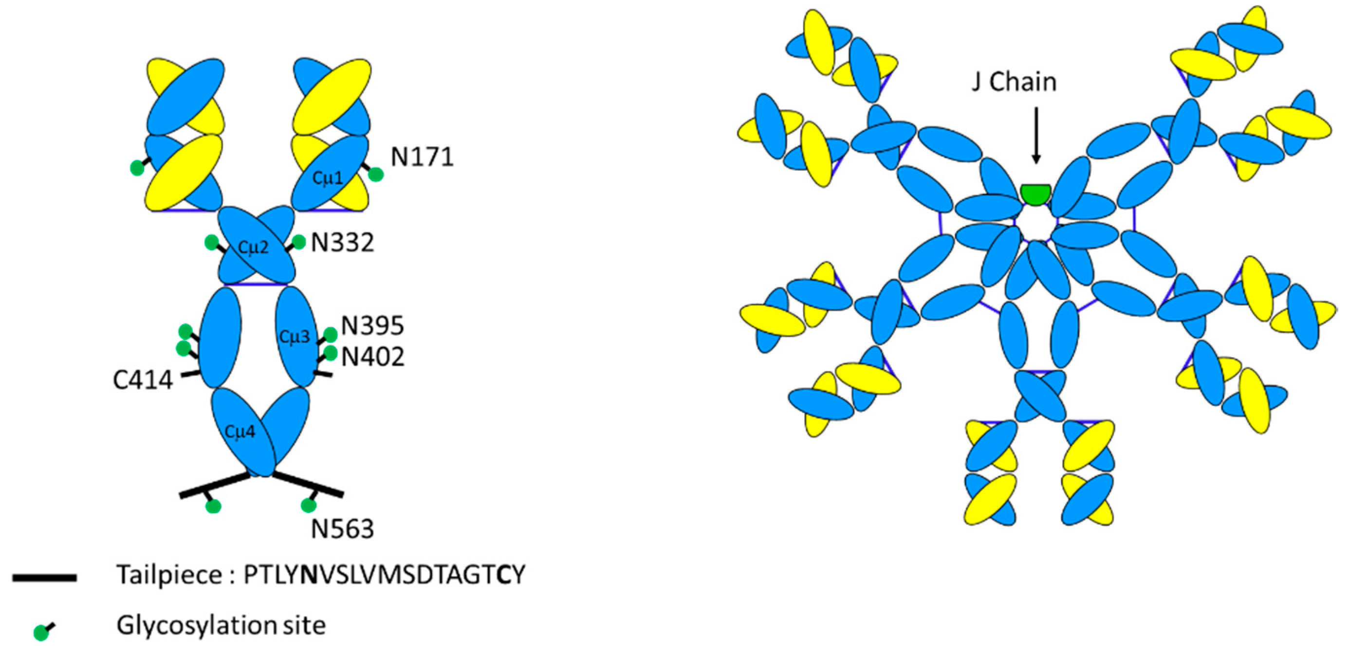 Antibodies 09 00053 g004