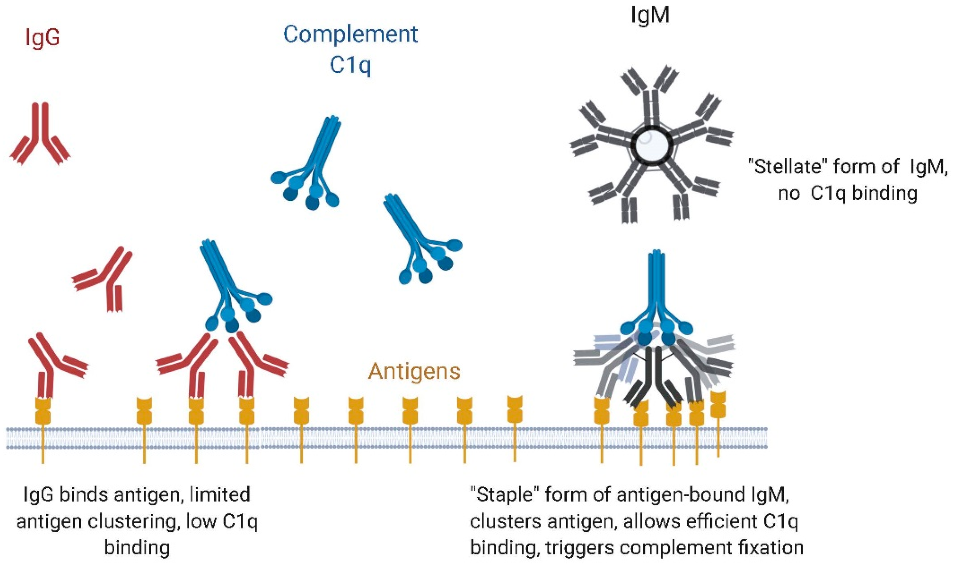 Antibodies 09 00053 g007