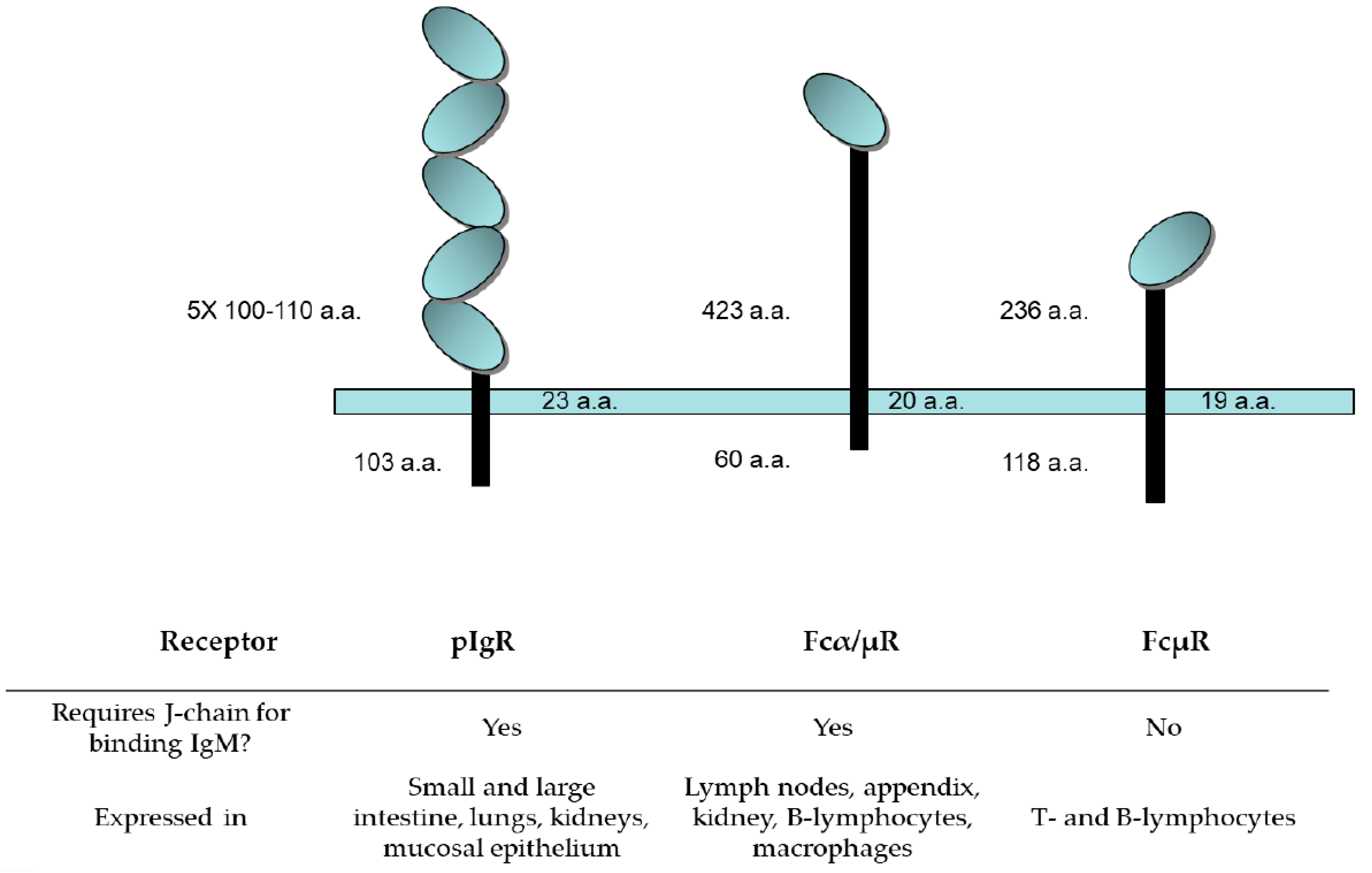 Antibodies 09 00053 g008