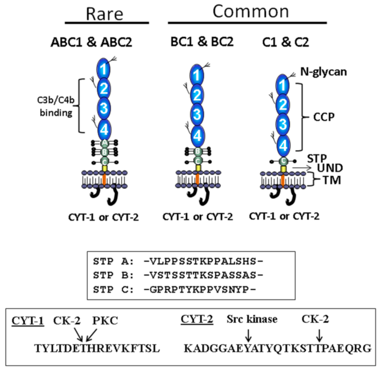 Antibodies 09 00059 g001