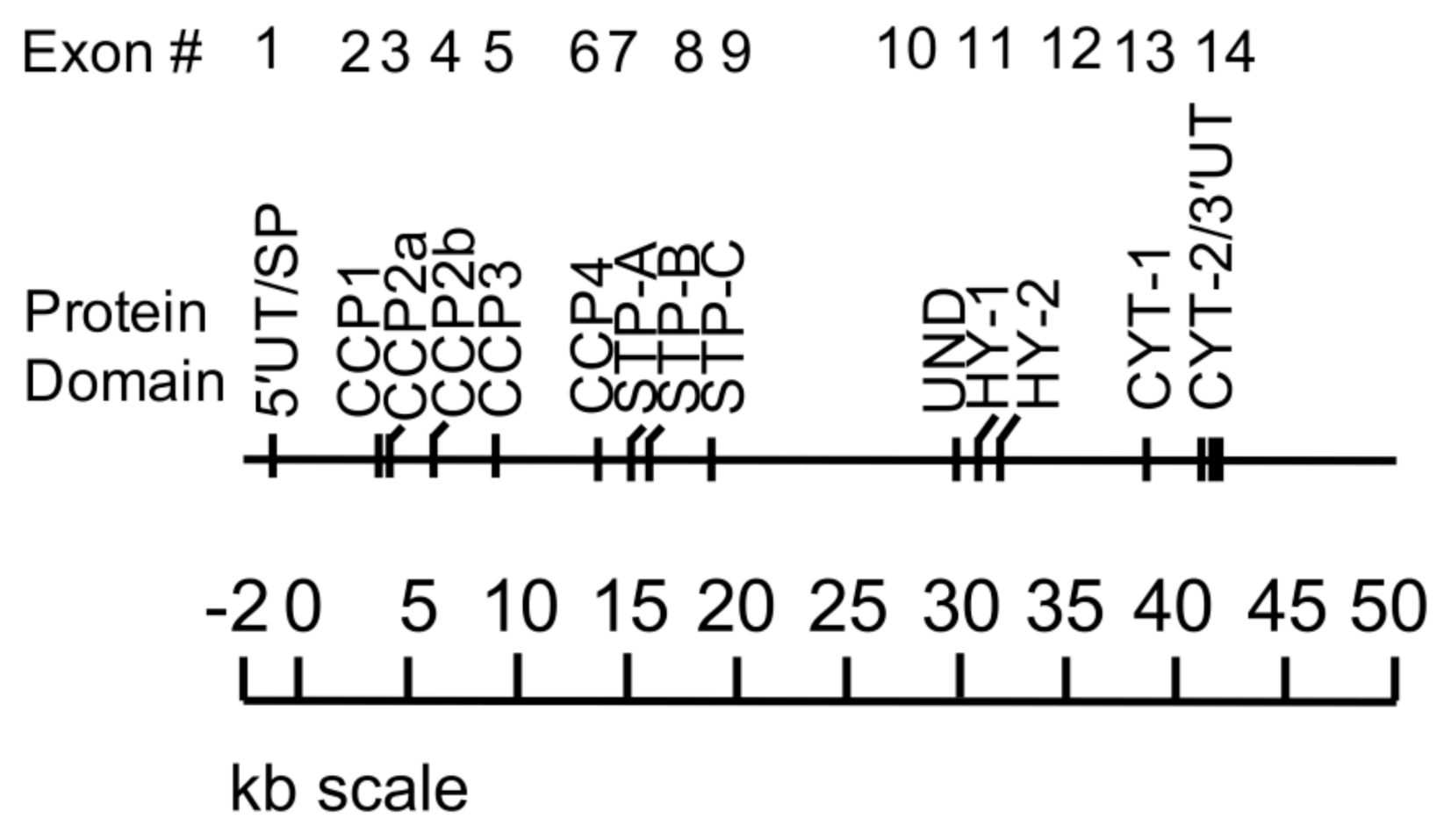 Antibodies 09 00059 g002