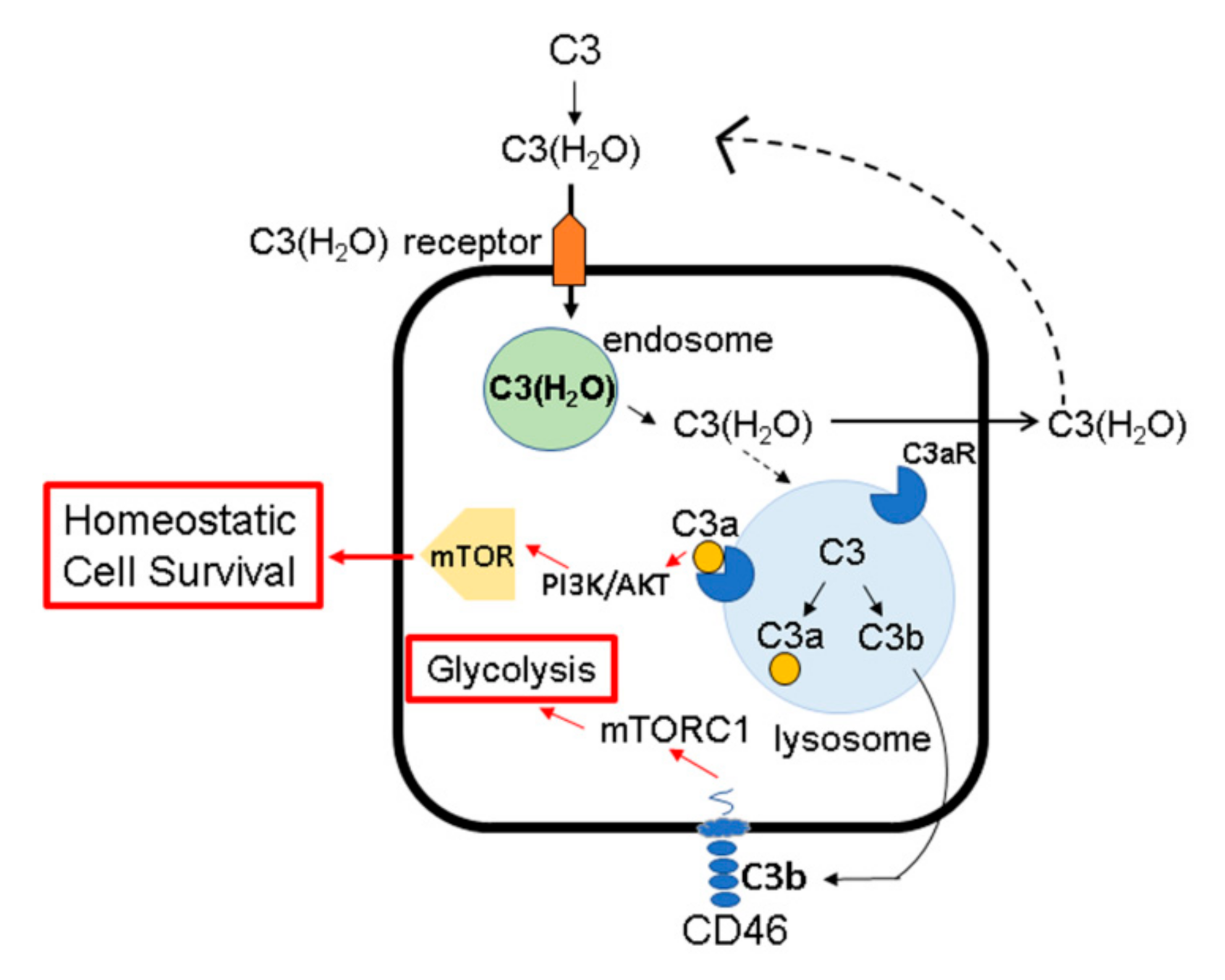 Antibodies 09 00059 g004
