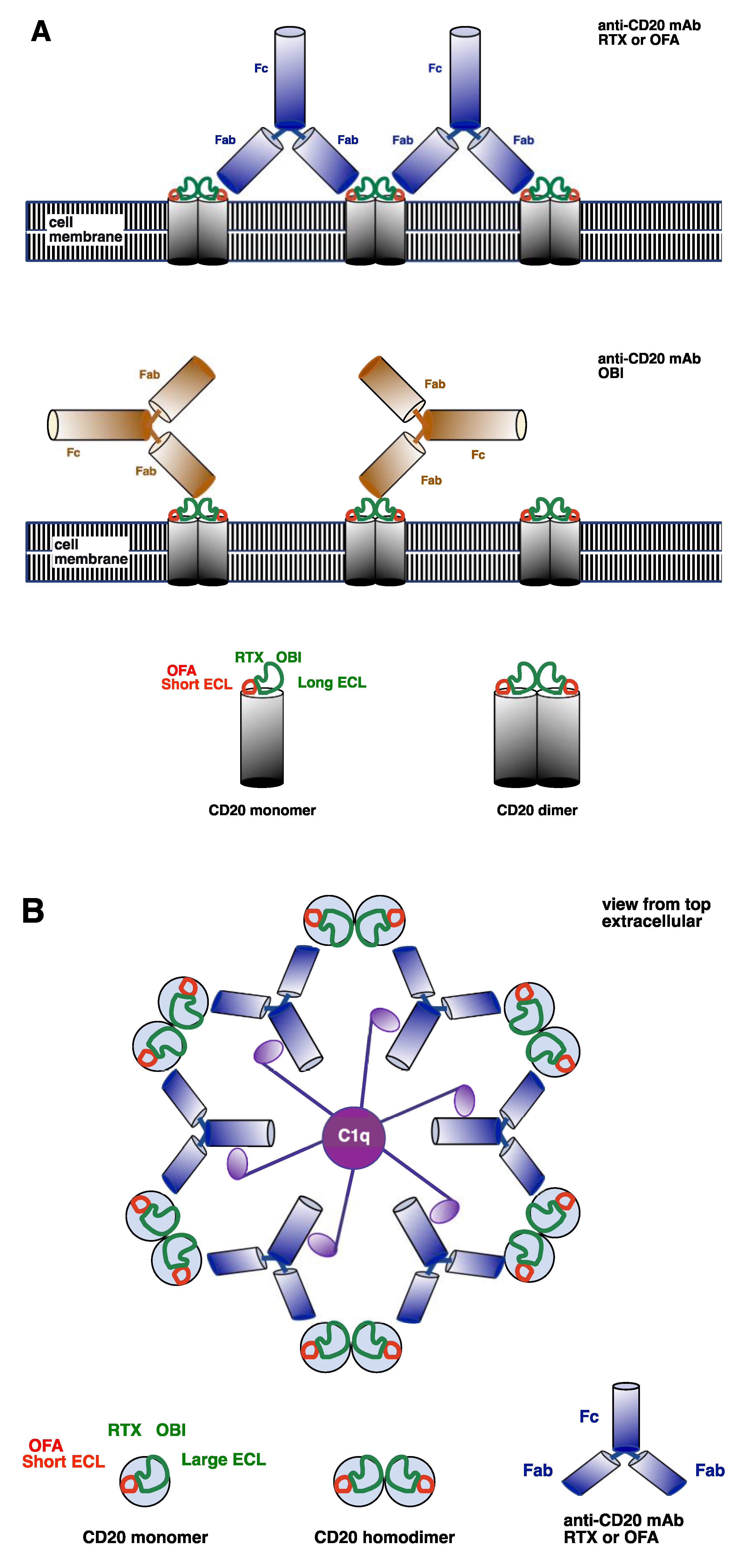 Antibodies 09 00068 g002