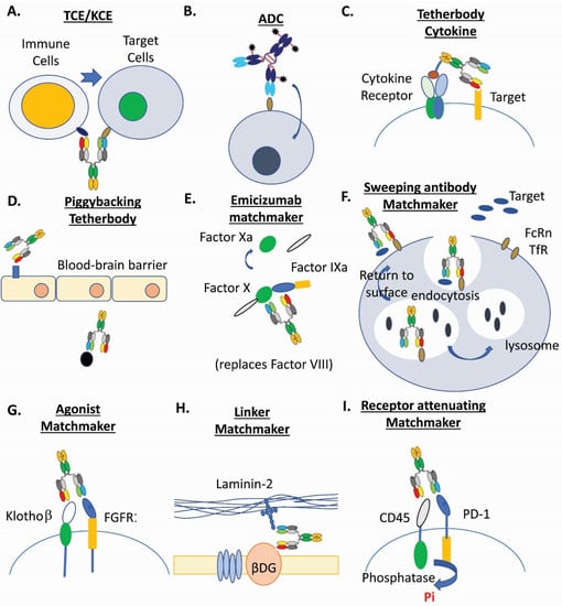 Antibodies 10 00013 g001