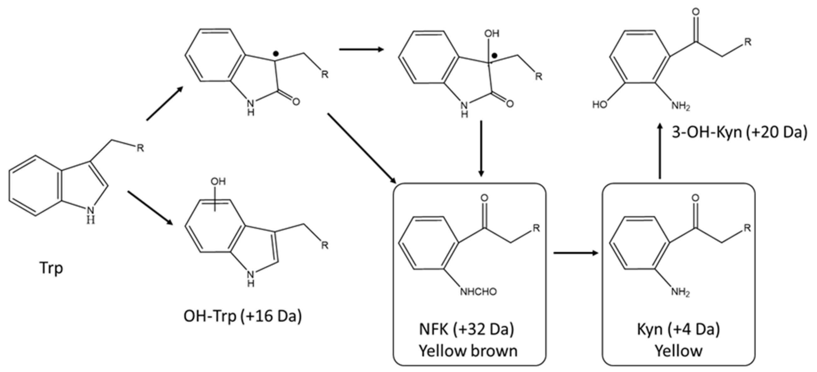 Antibodies 10 00021 g003