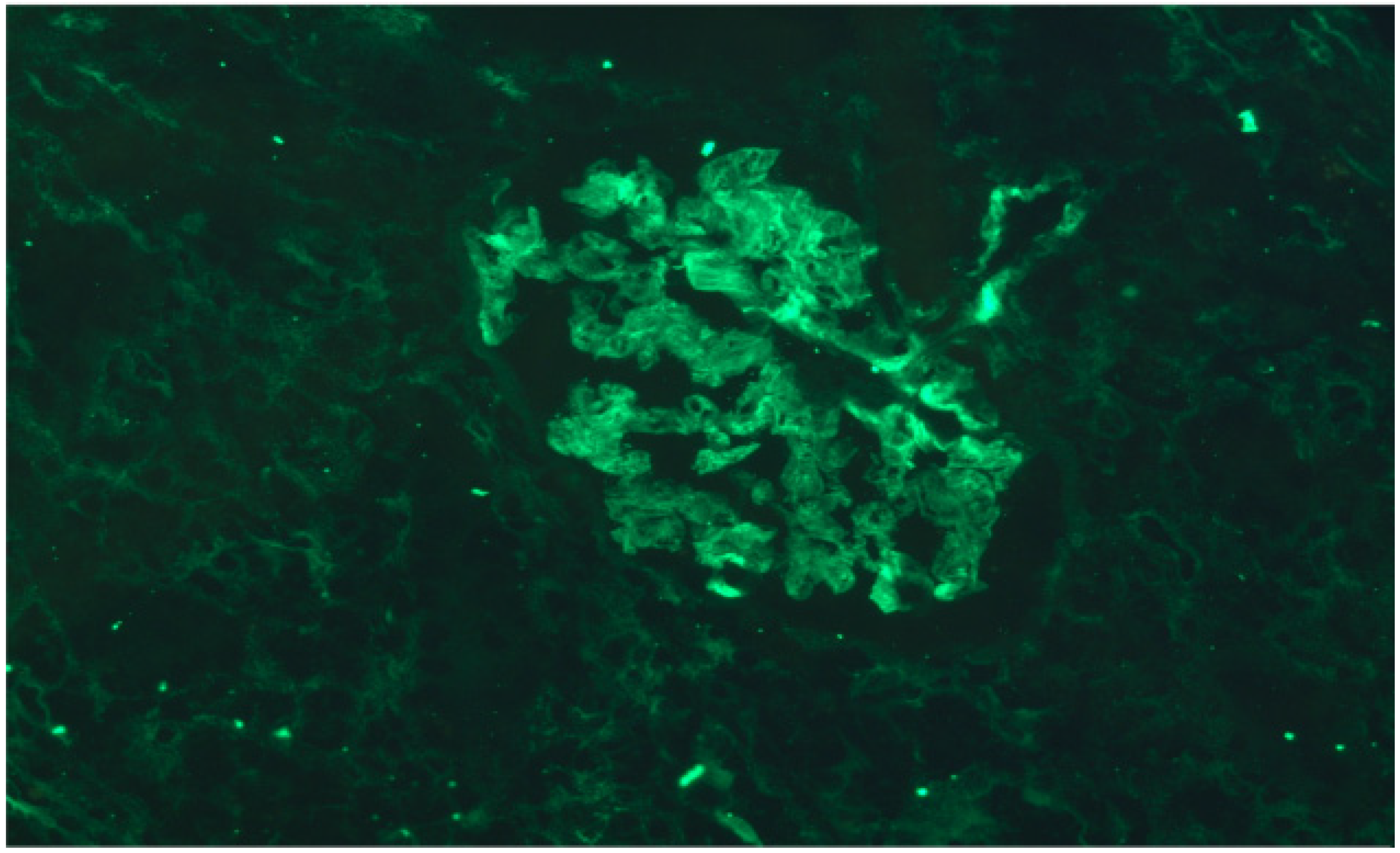 Antibodies 10 00028 g005