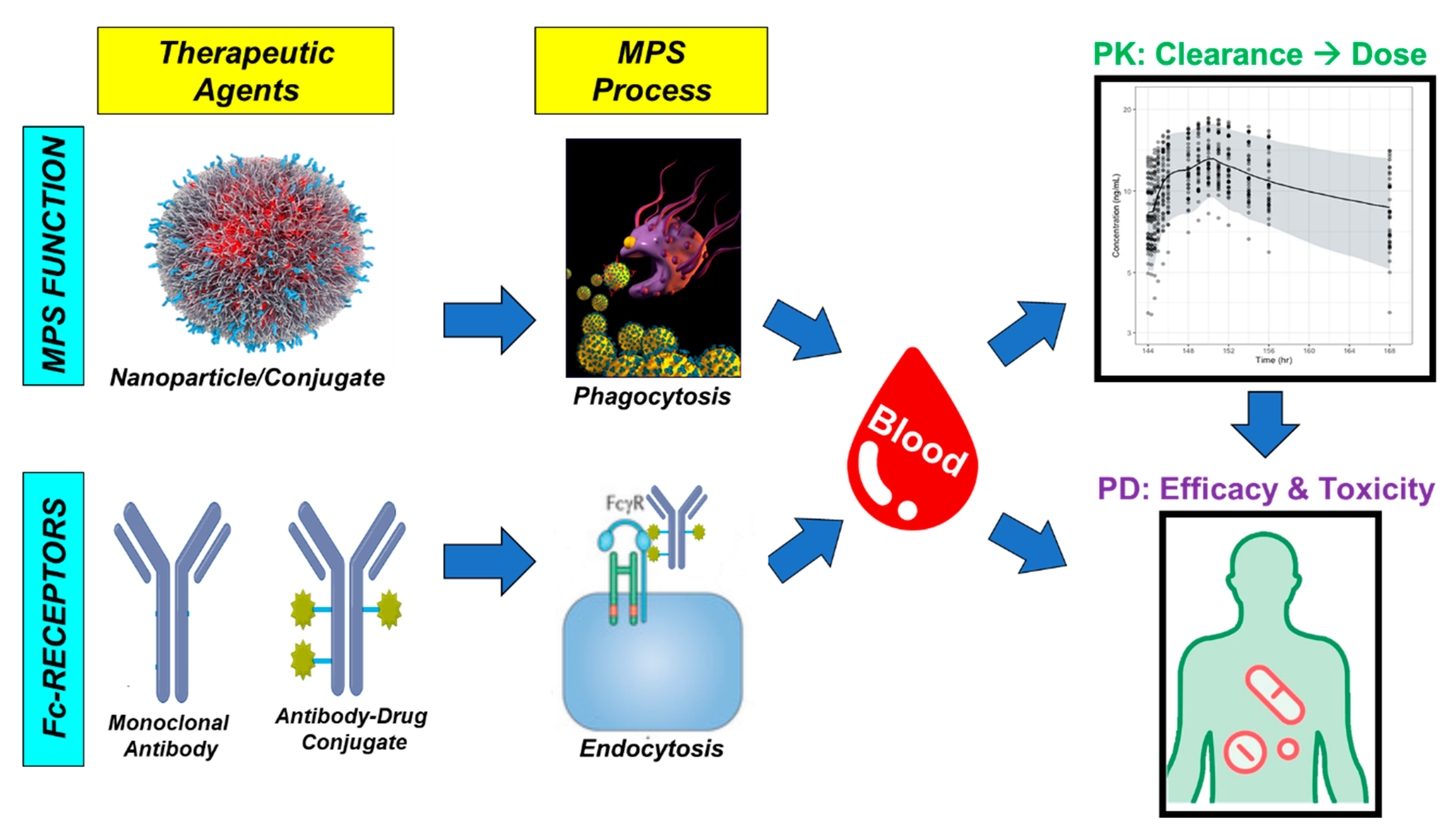 Antibodies 10 00030 g003 Antibodies 10 00030 g003